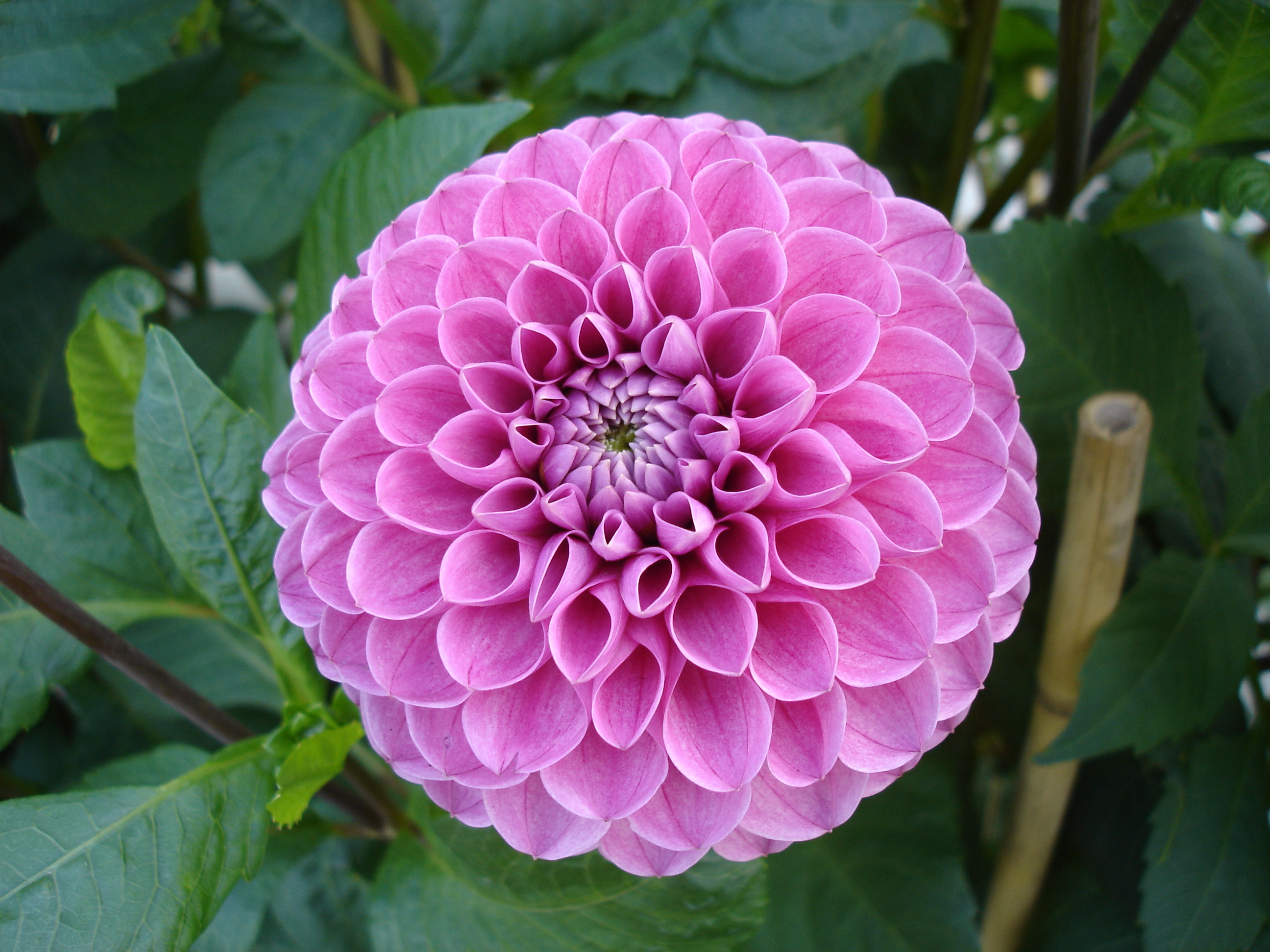 Dahlia Mary's Jomanda