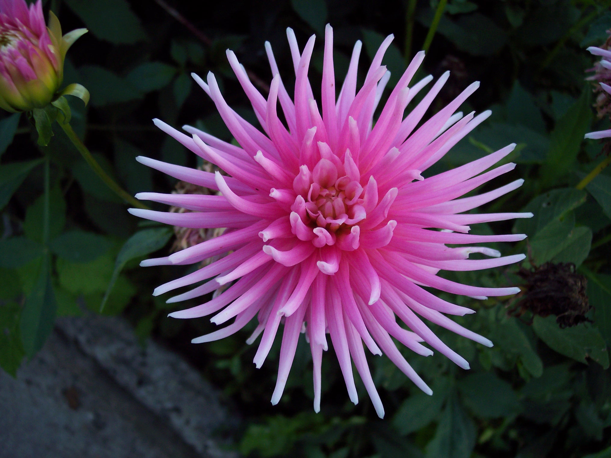 Dahlia rose en gros plan