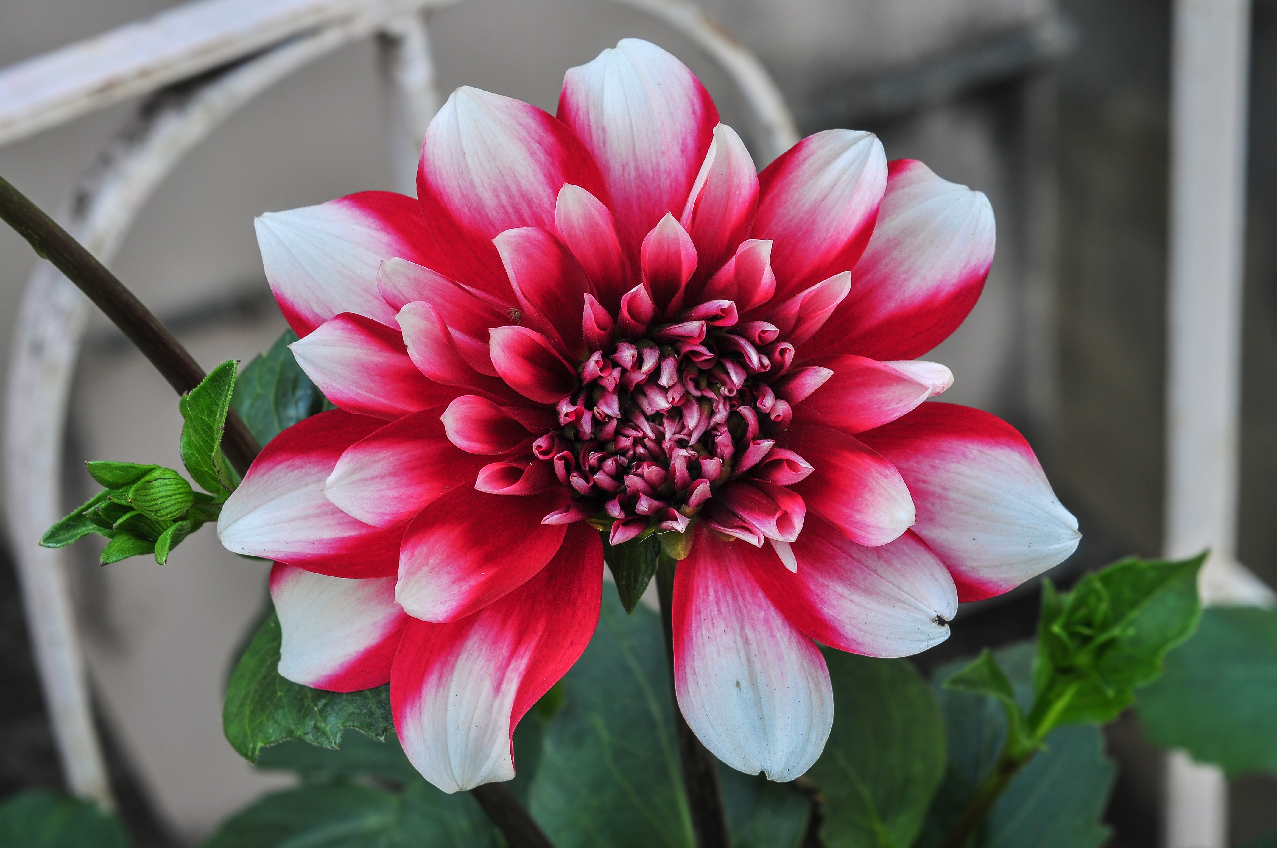 Dahlia Santa's Helper 09012015 (2)