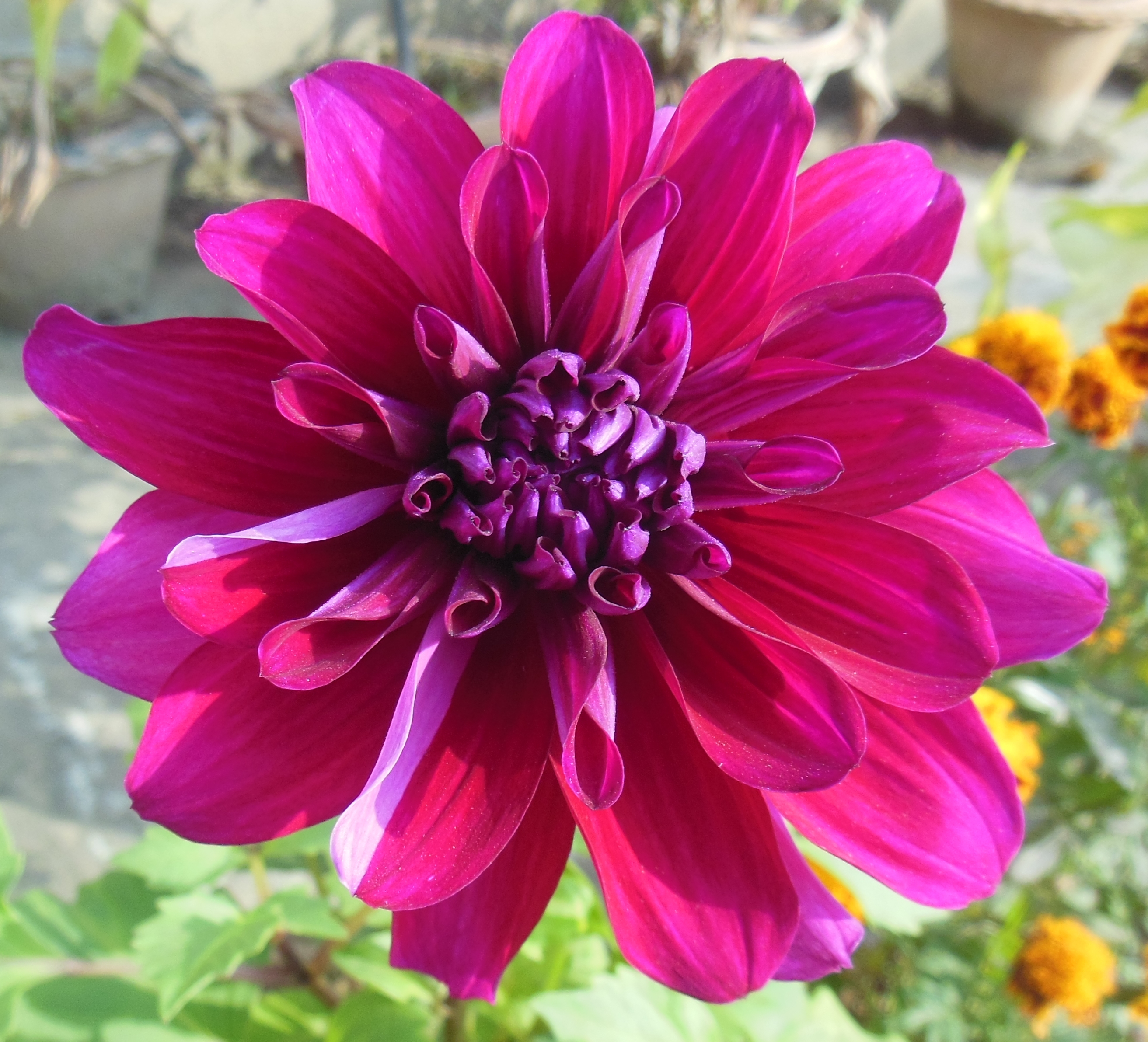 Dahlia Woodland Merinda