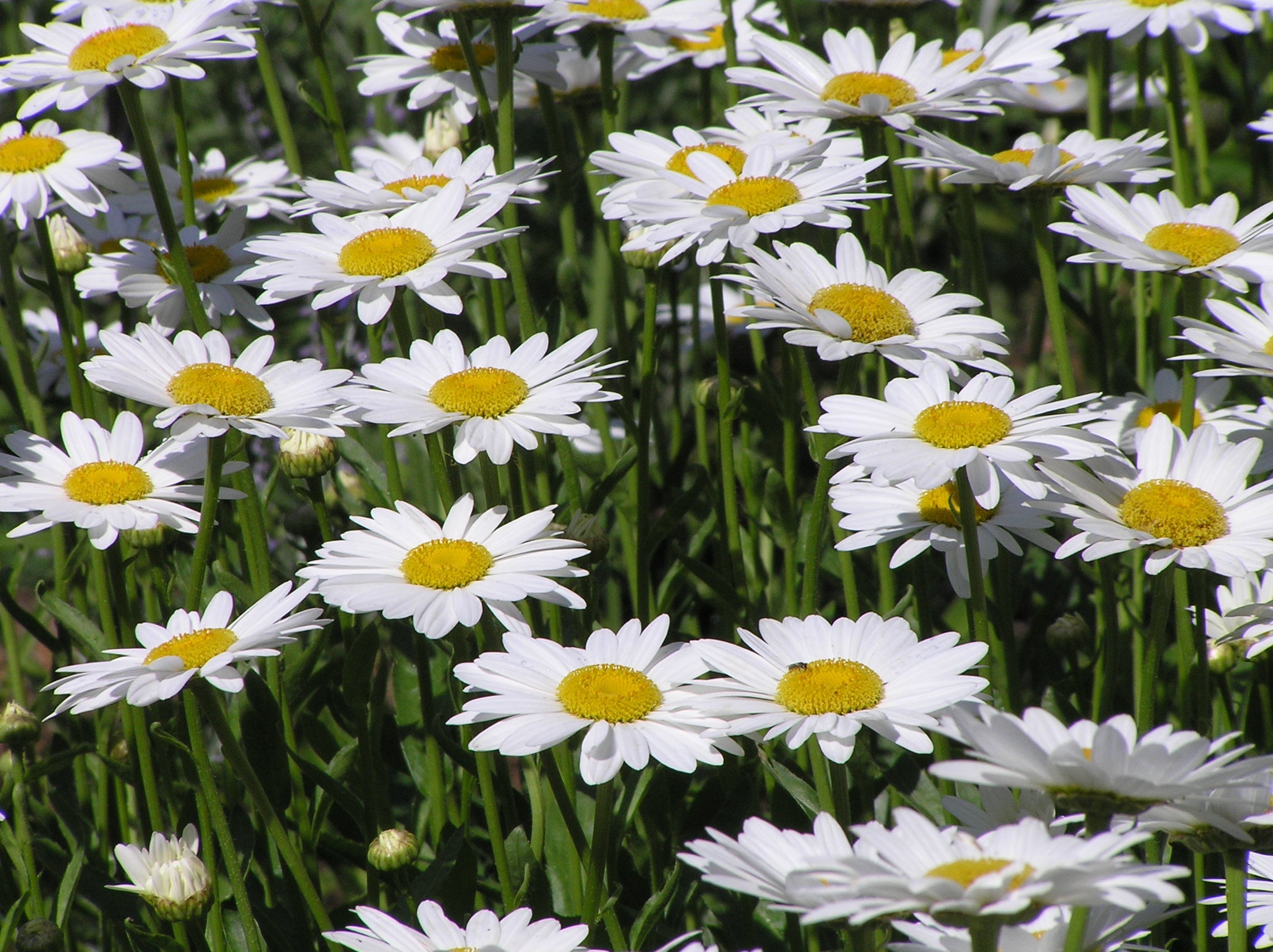 Daisies (Leucanthemum vulgare)