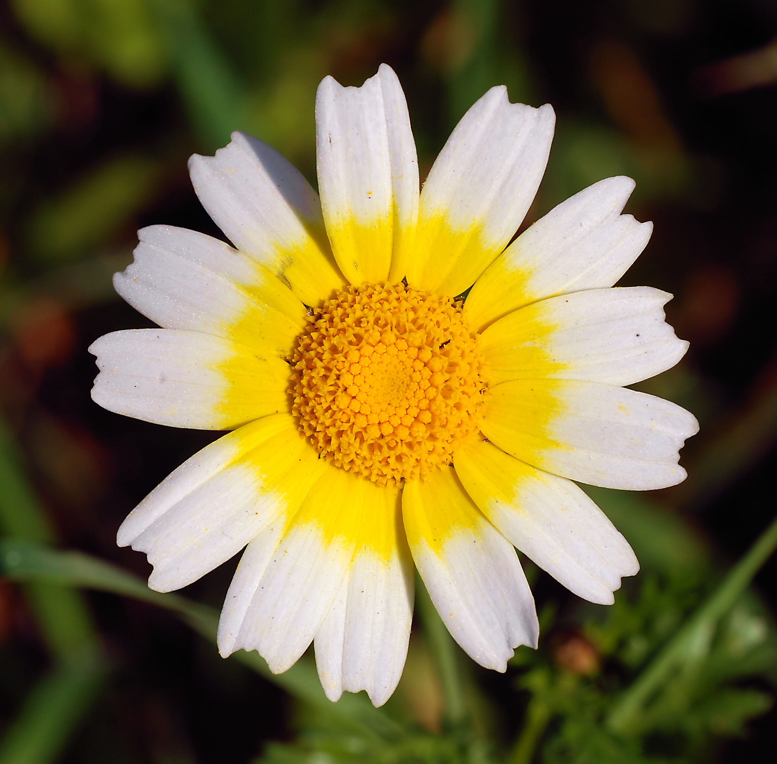 Daisy January 2008-1