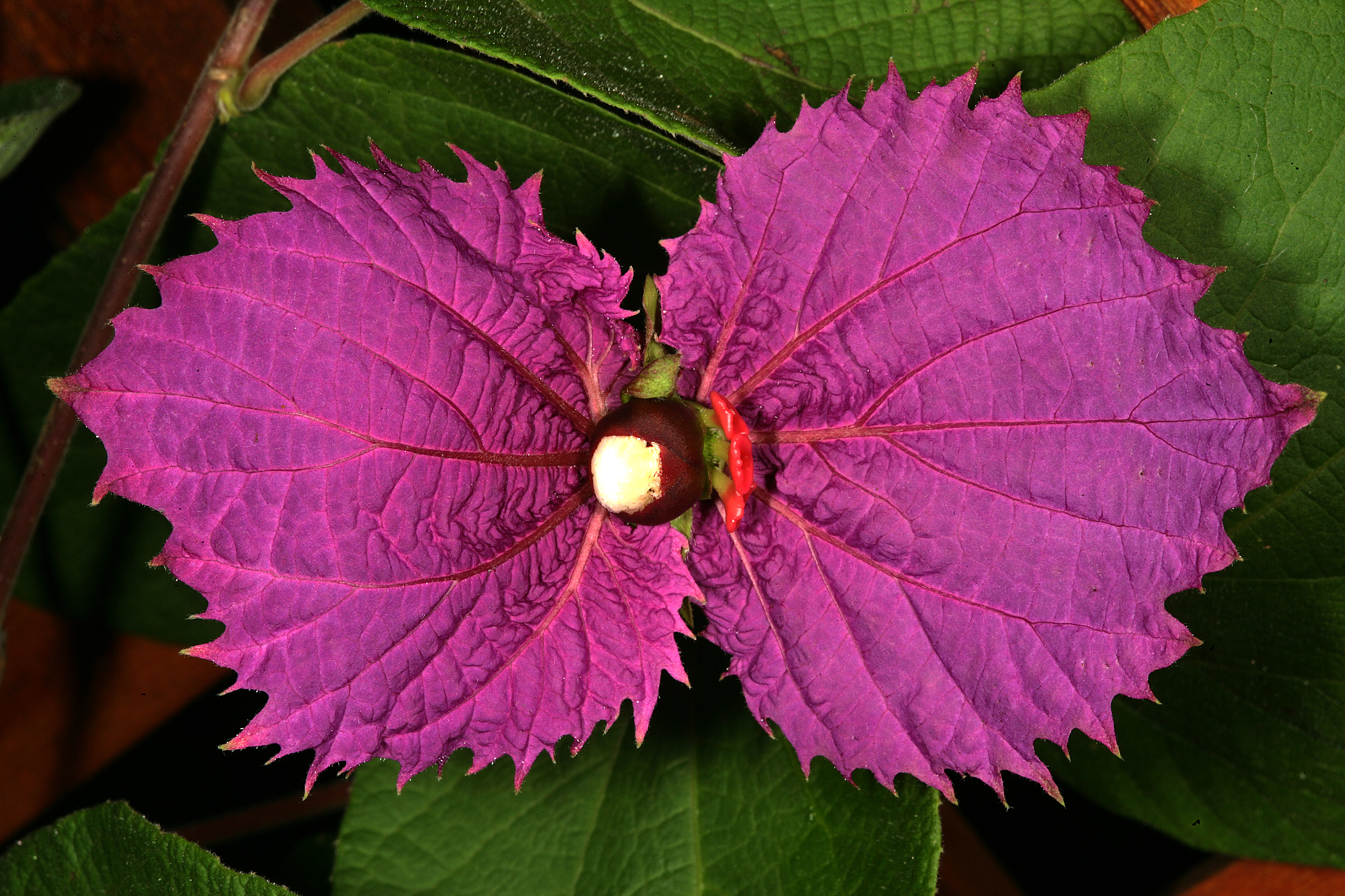Dalechampia dioscoreifolia 1DS-II 3-0096