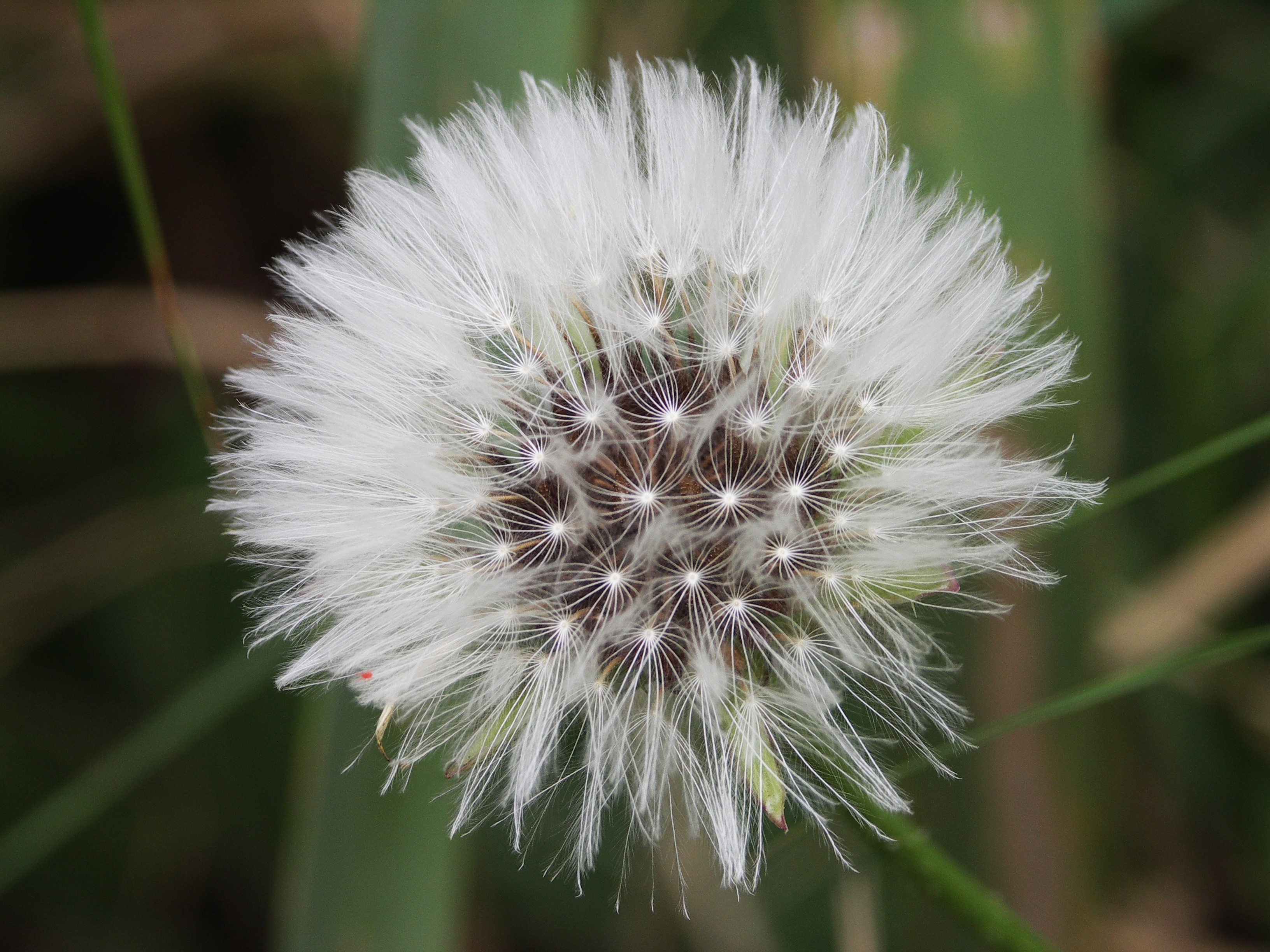 Dandelion clock-2