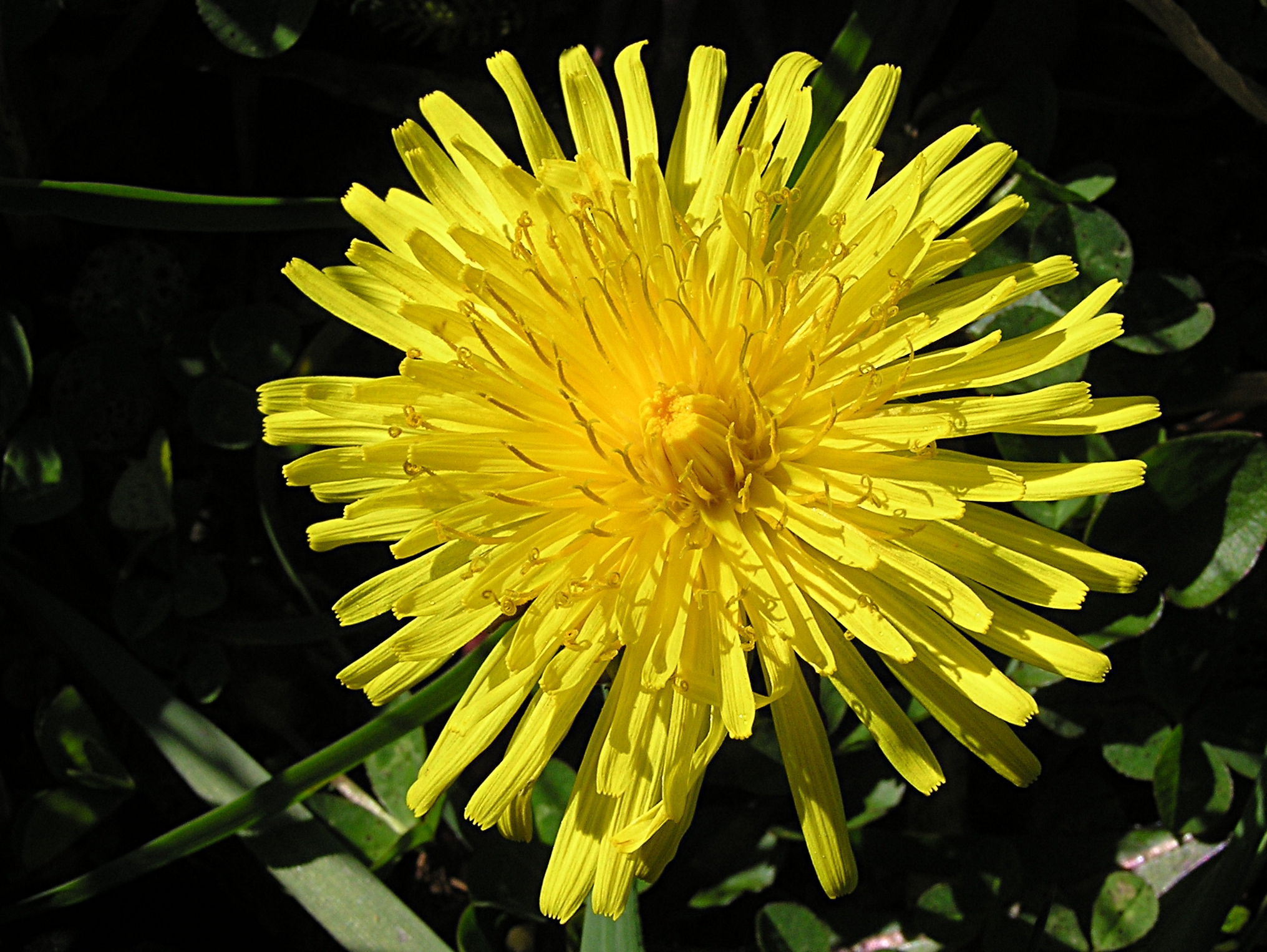 Dandelion flower 1001