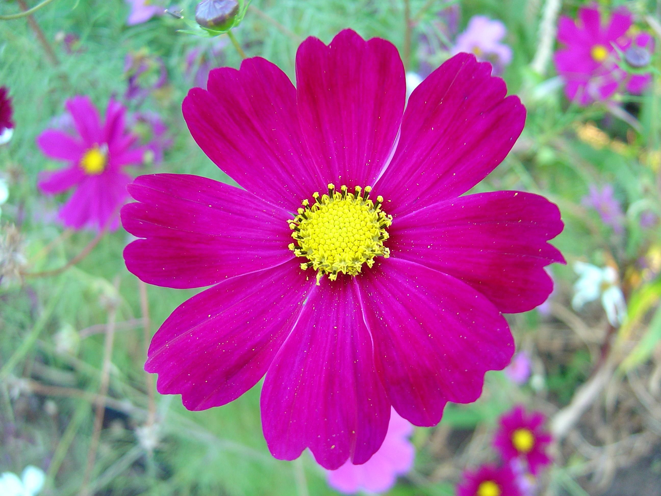 Dark pink cosmos flower