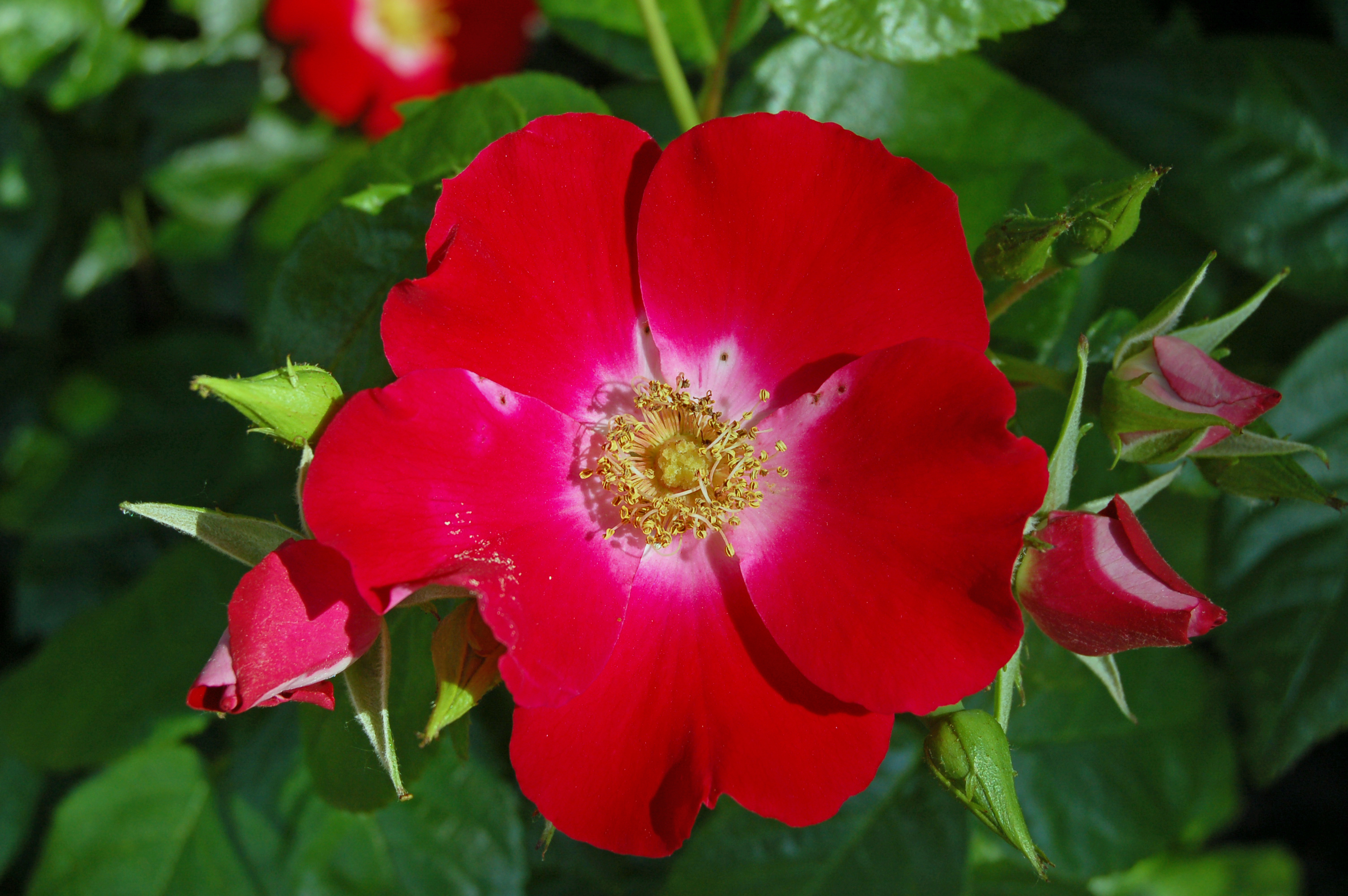 Dart's Red Dot (Interplant 1989)