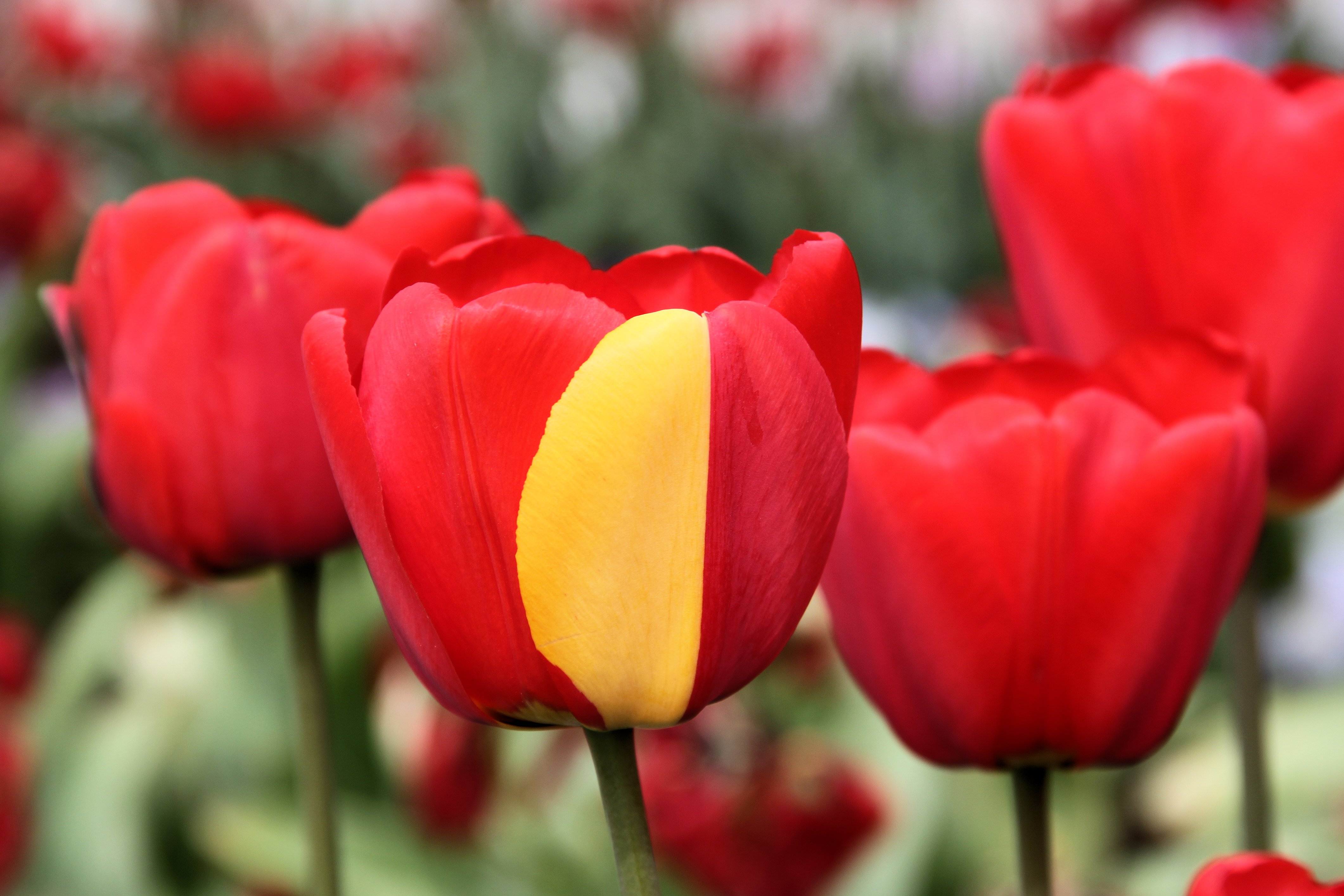 Darwin Hybrid Tulip Mutation 2014-05-01