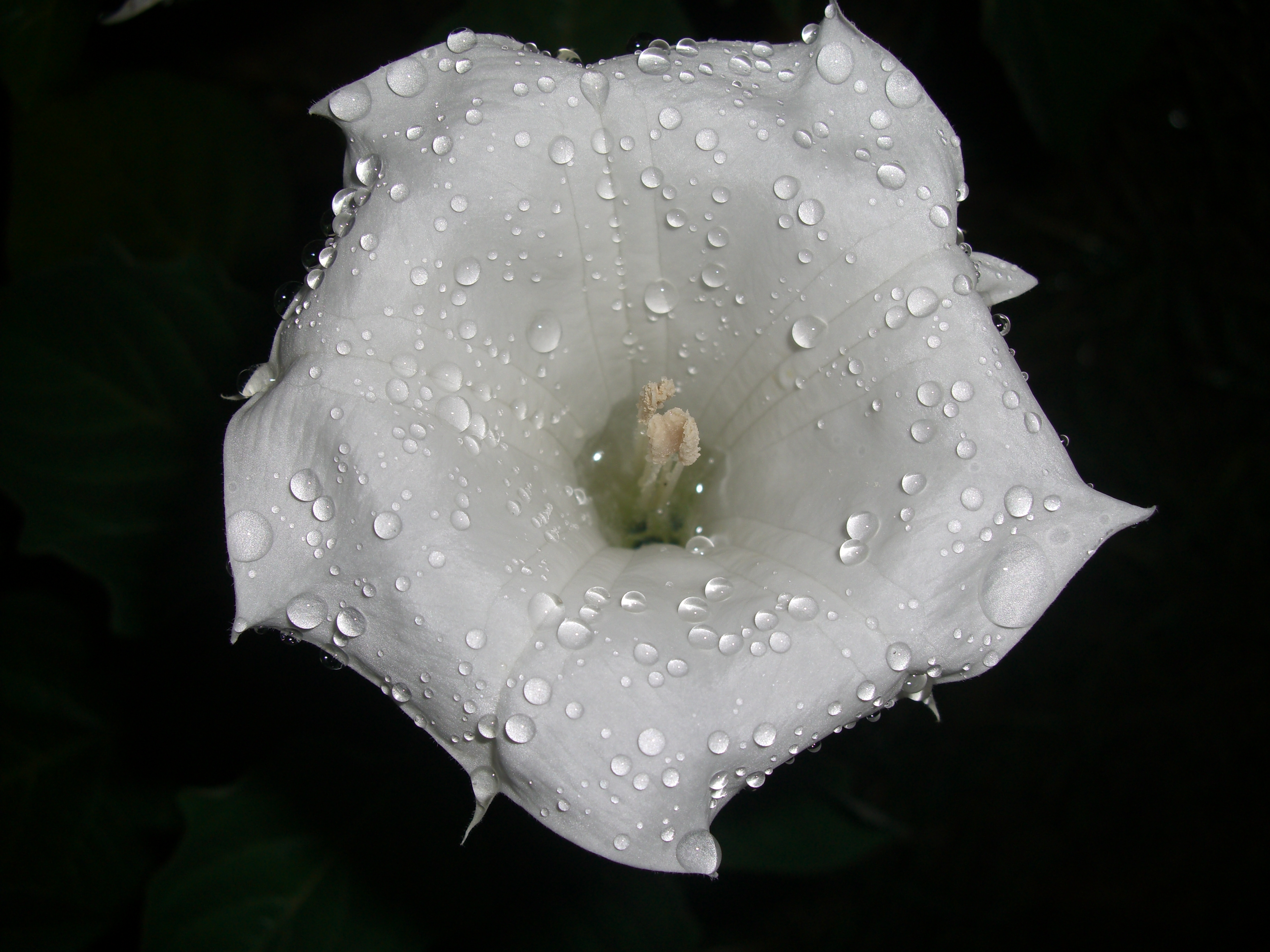 Datura 16