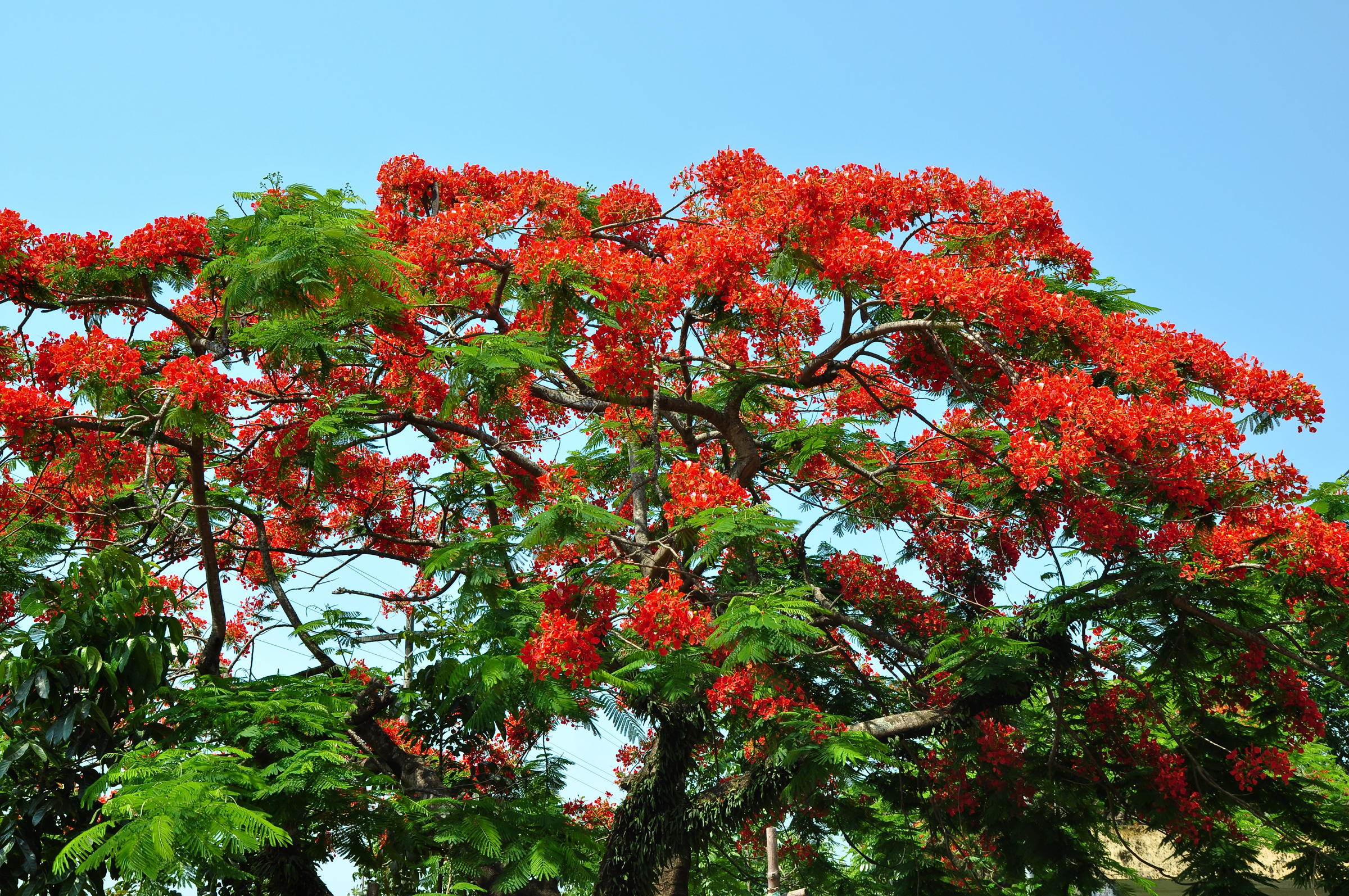Delonix regia in Bangladesh
