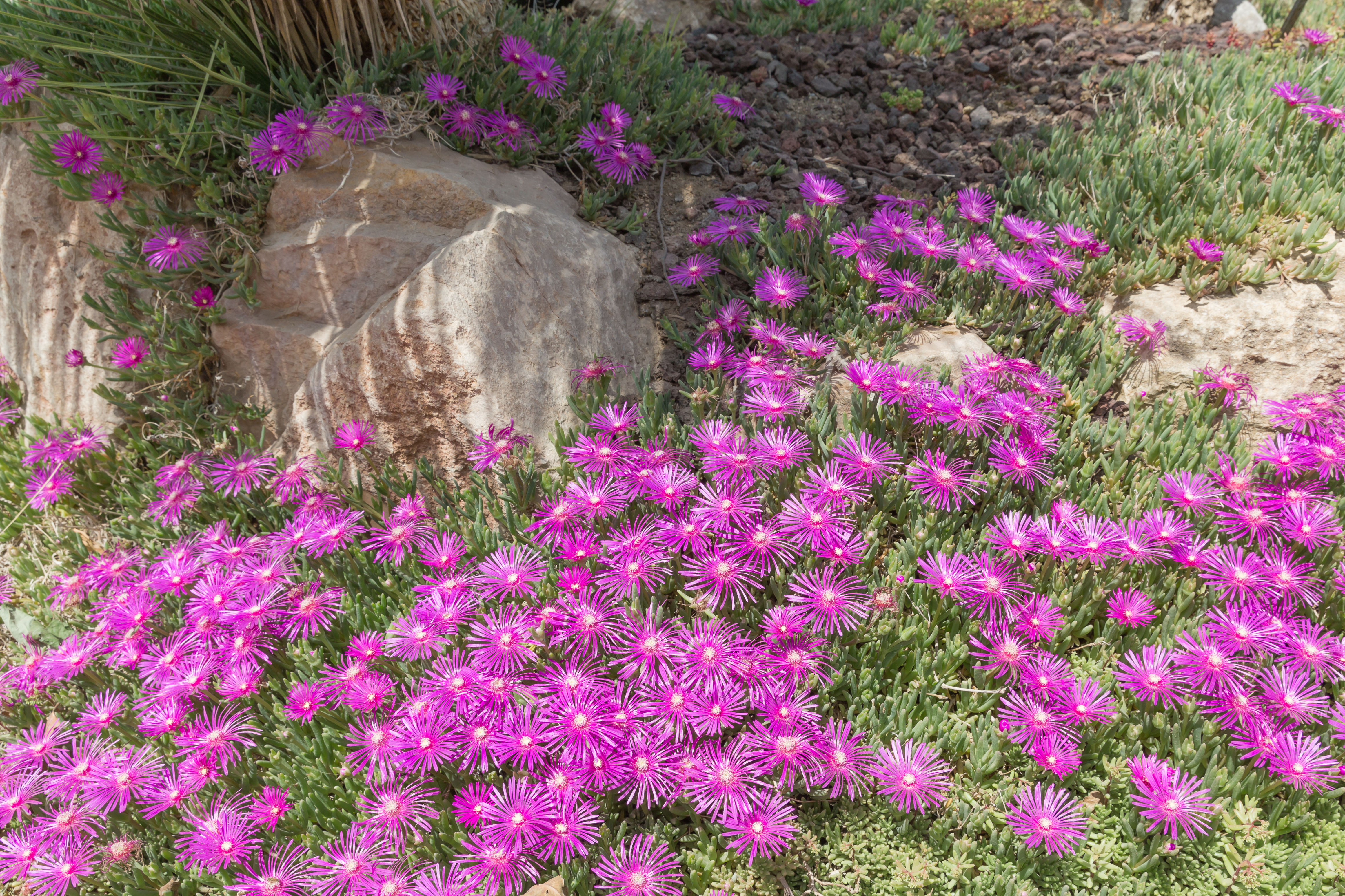 Delosperma cooperi (Délosperma rose) - 97