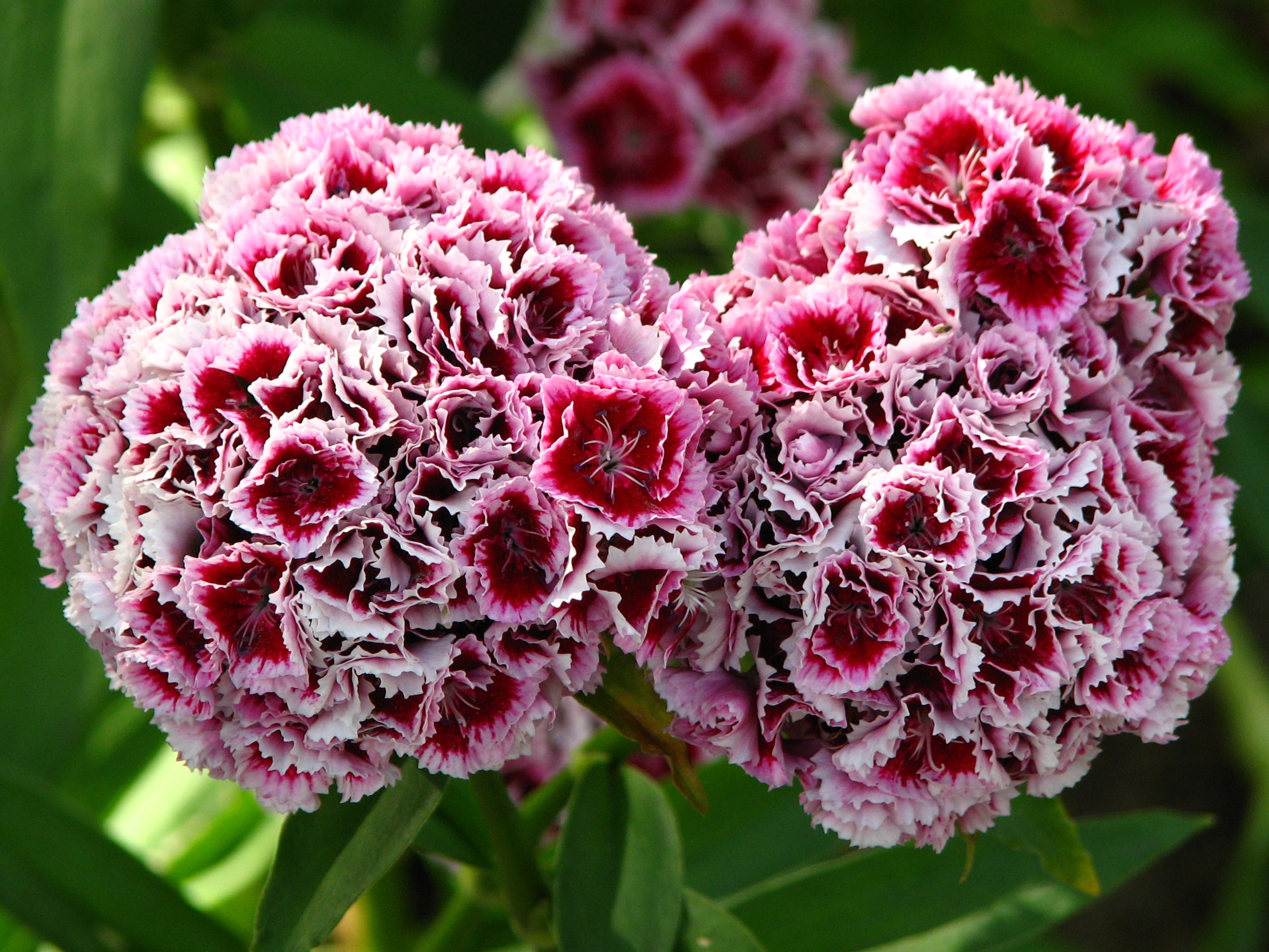 Dianthus barbatus flowers 03