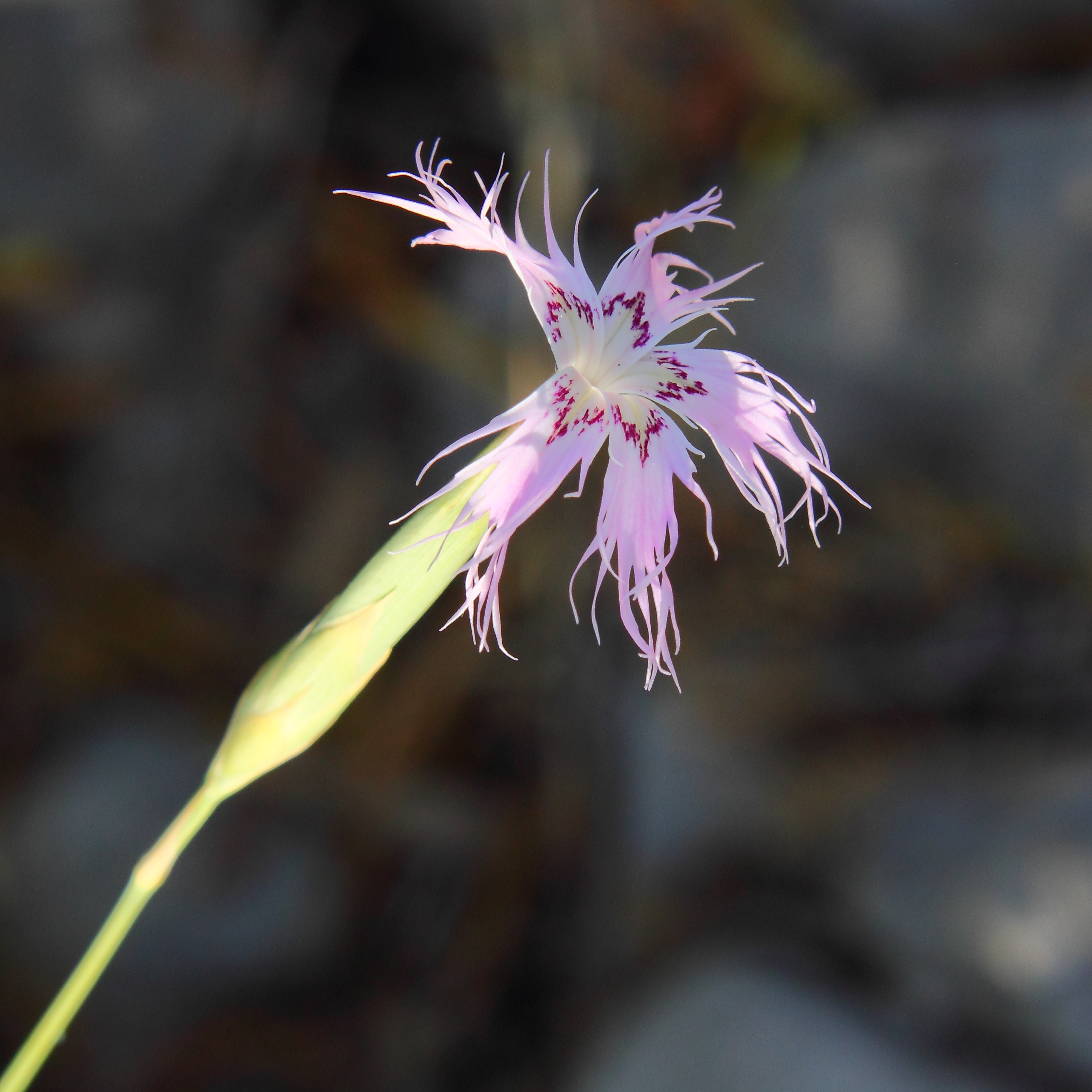 Dianthus broteri subsp. valentinus 05