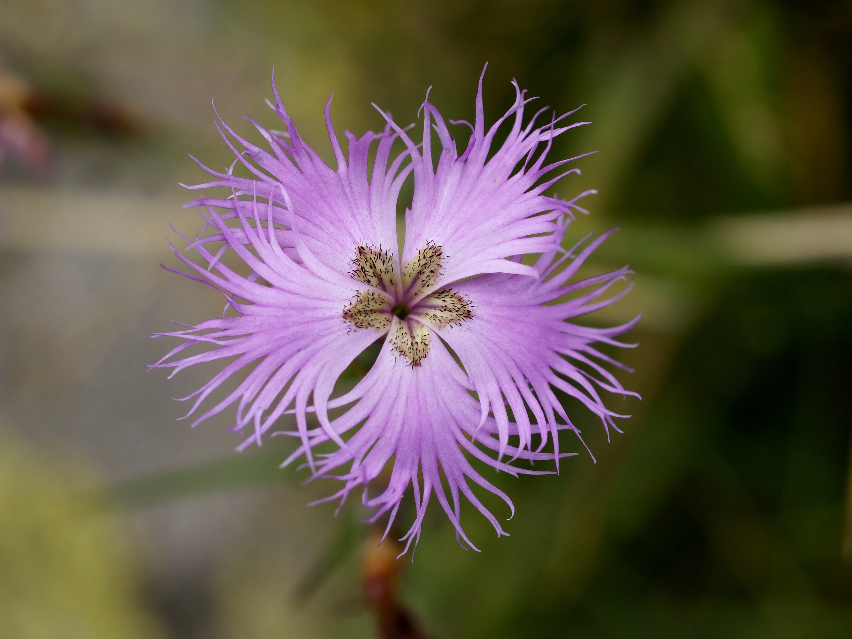 Dianthus hyssopifolius 2