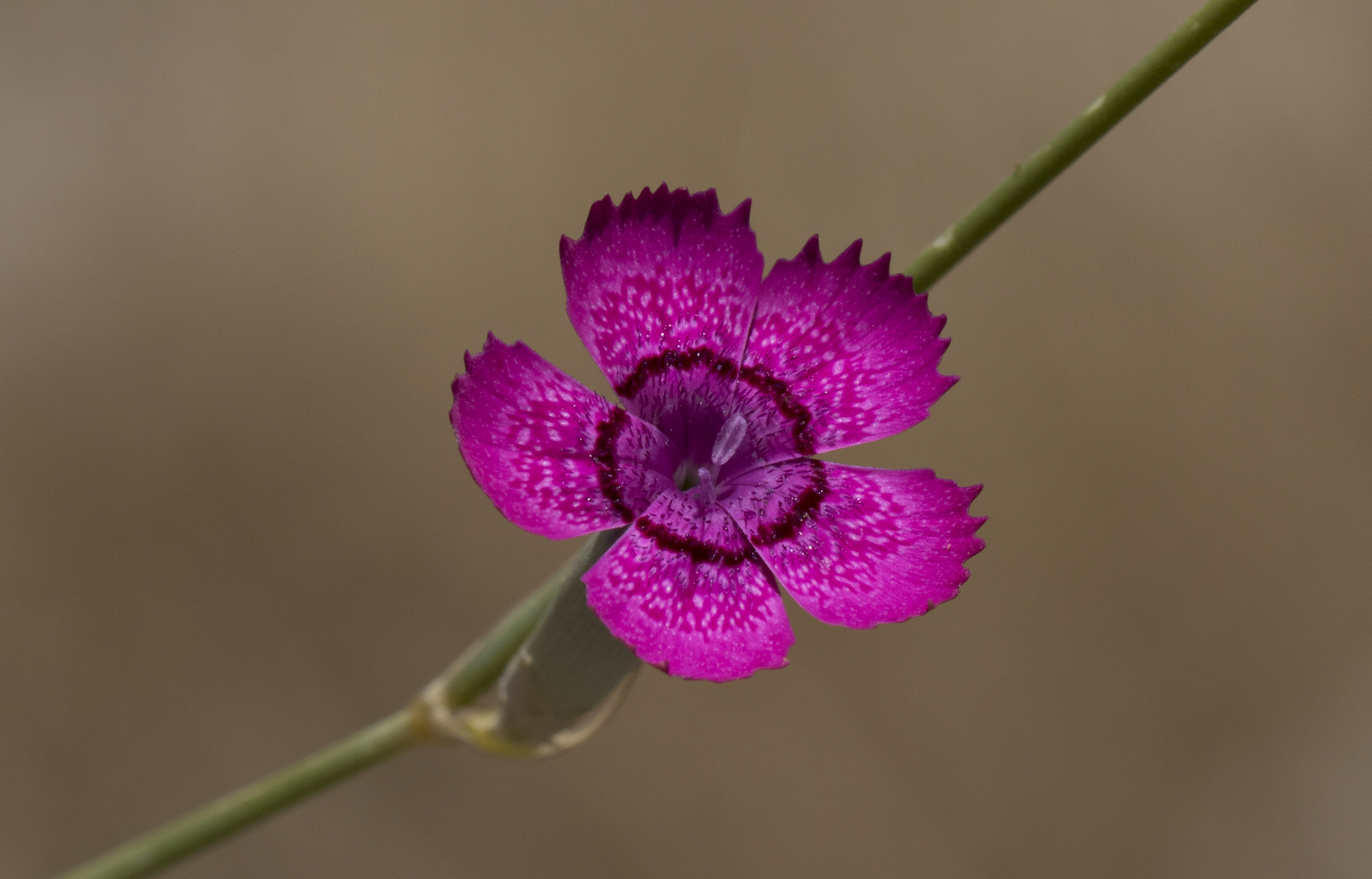 Dianthus sp - Karanfil 01-2