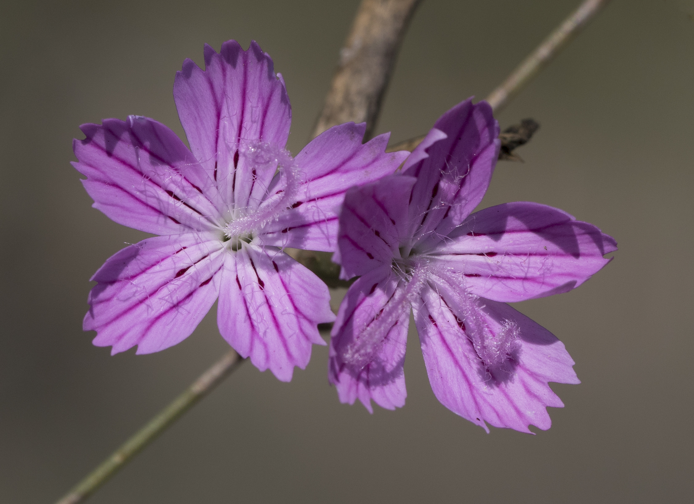 Dianthus strictus - Dimisok 01-3