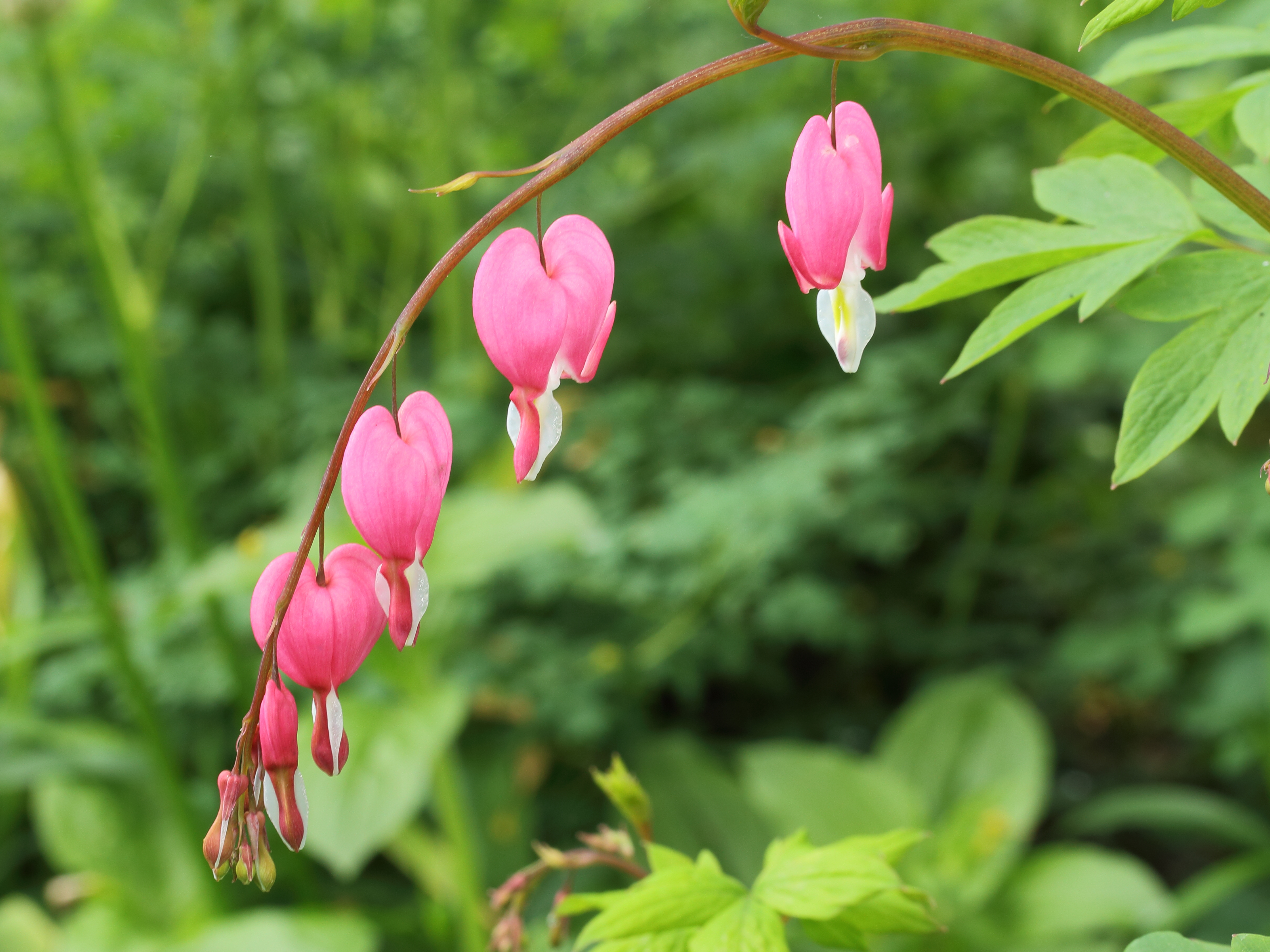 Dicentra spectabilis 03