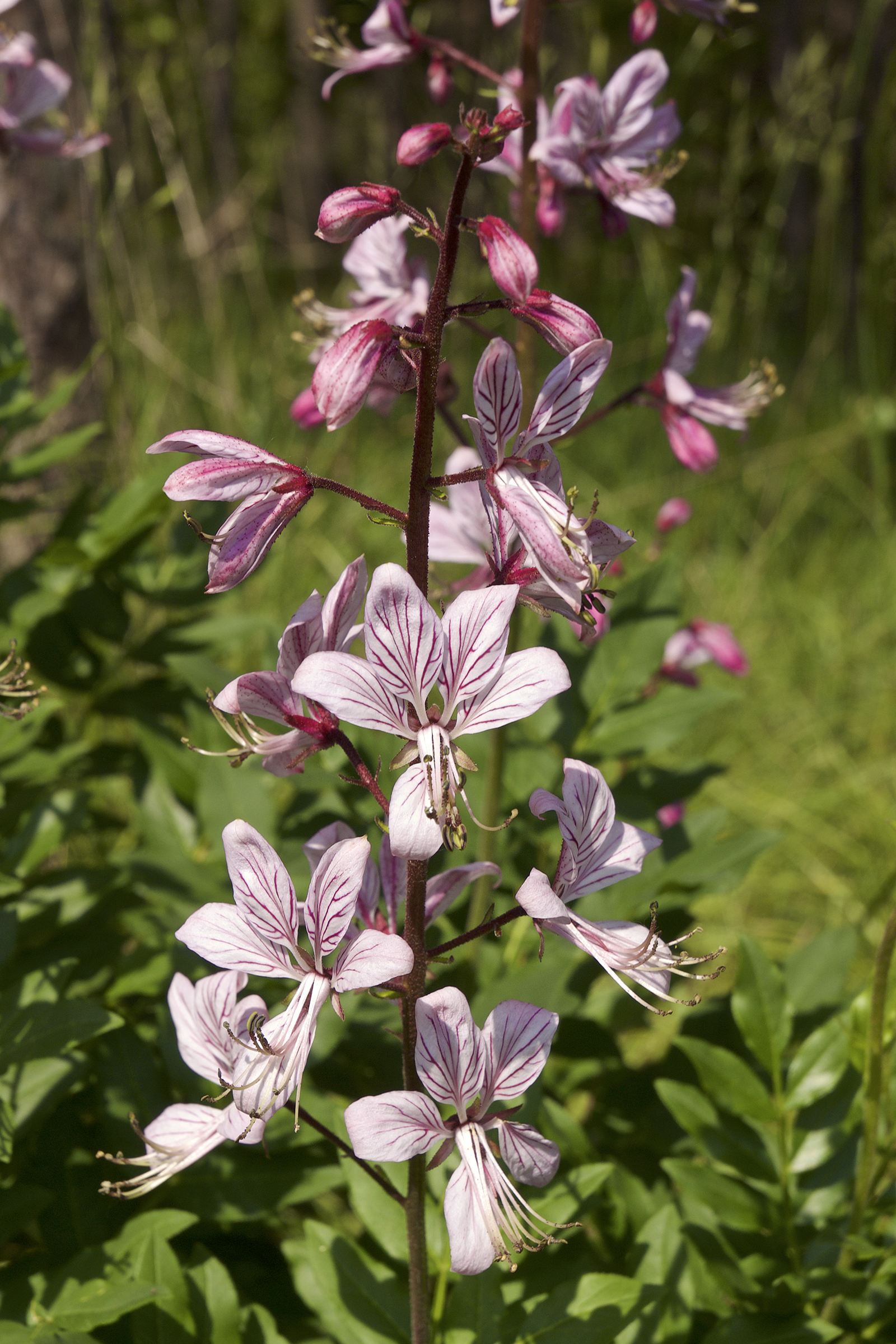Dictamnus albus LC0402