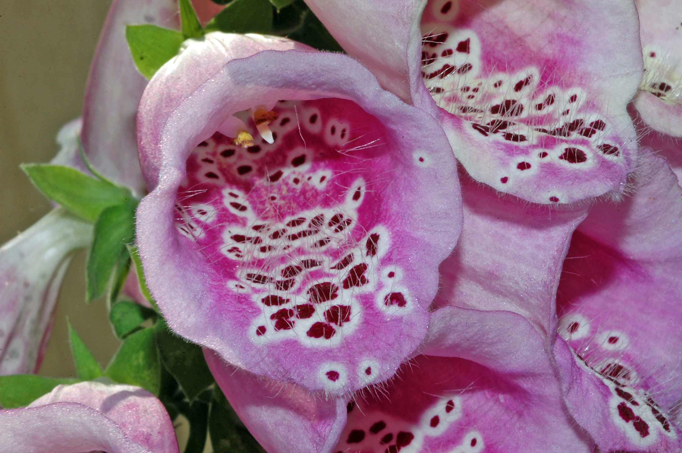 Digitalis purpurea Linnaeus, 1753 3