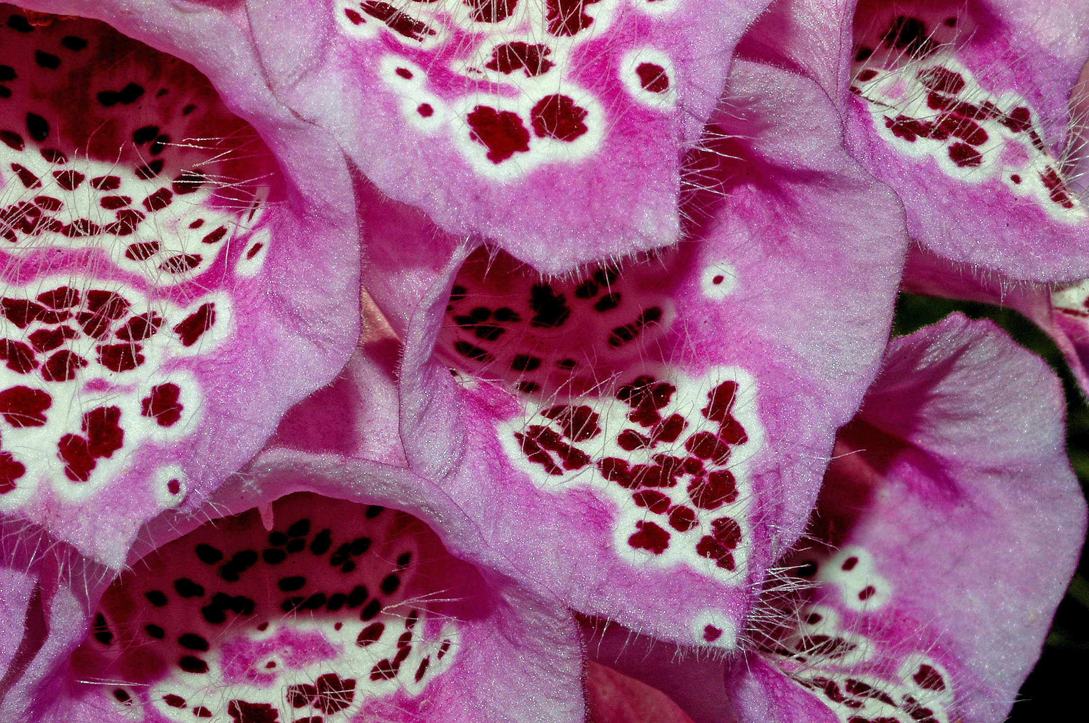 Digitalis purpurea Linnaeus, 1753 4
