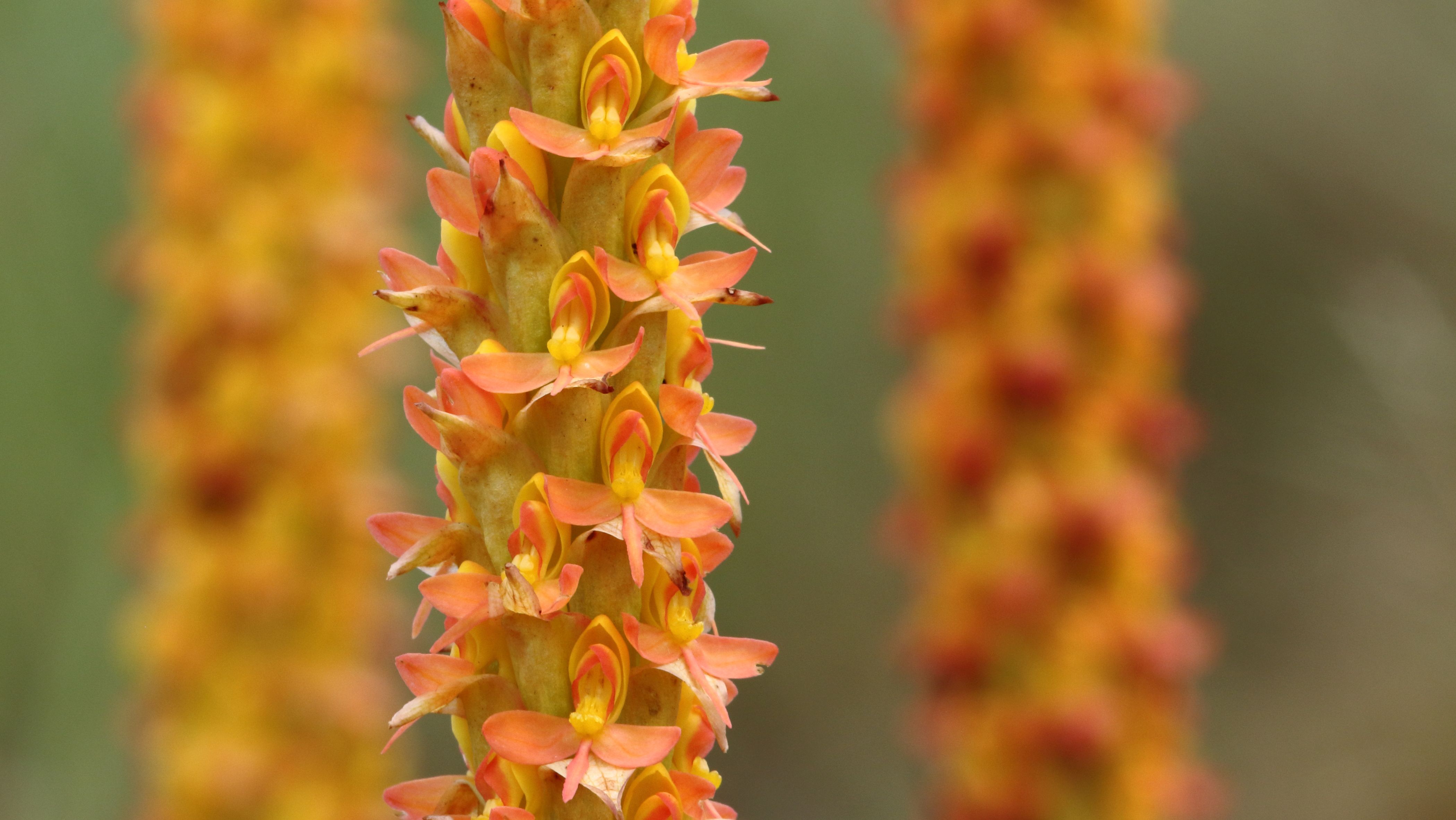 Disa chrysostachya 2016 01 02 4349