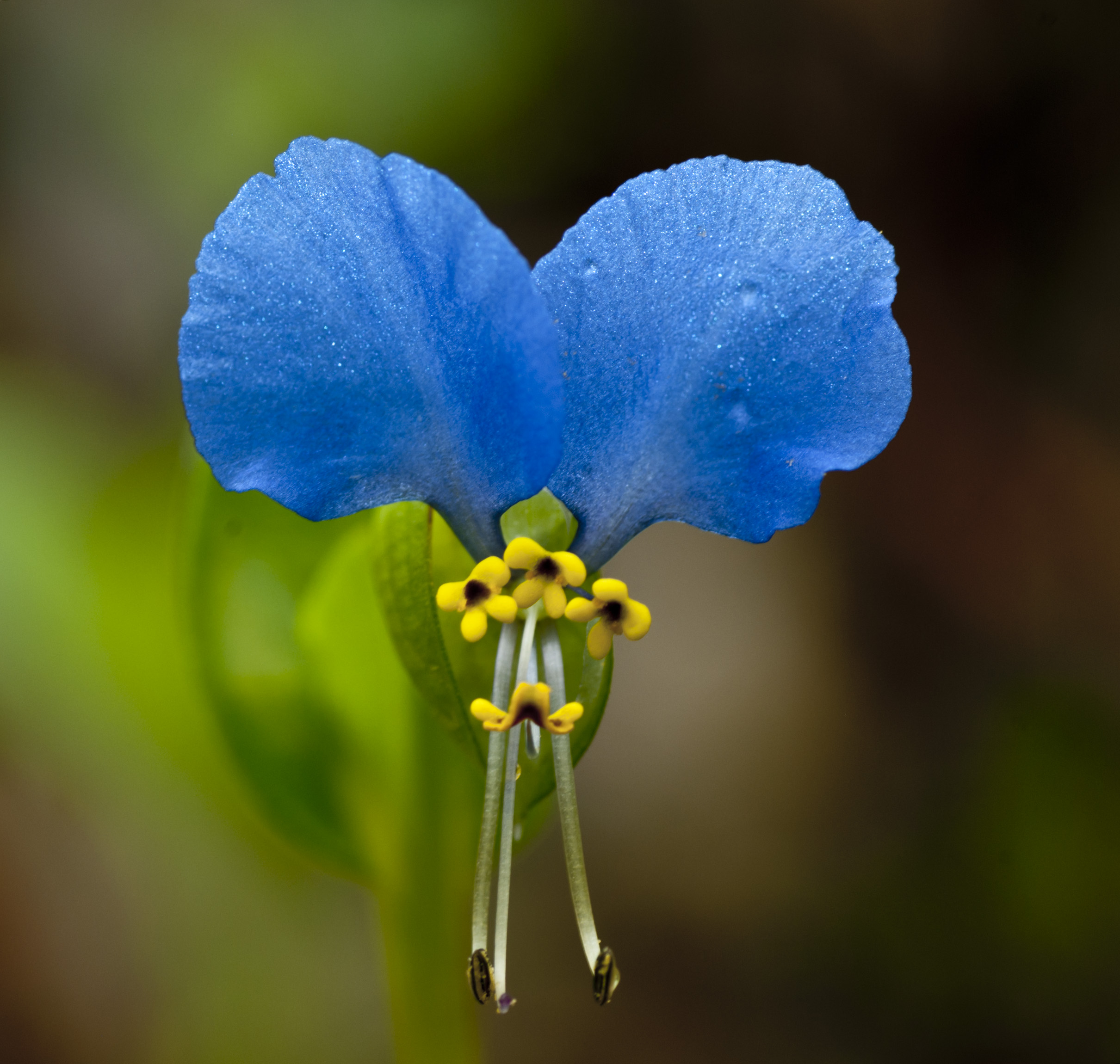 Dont voiçi la fleur