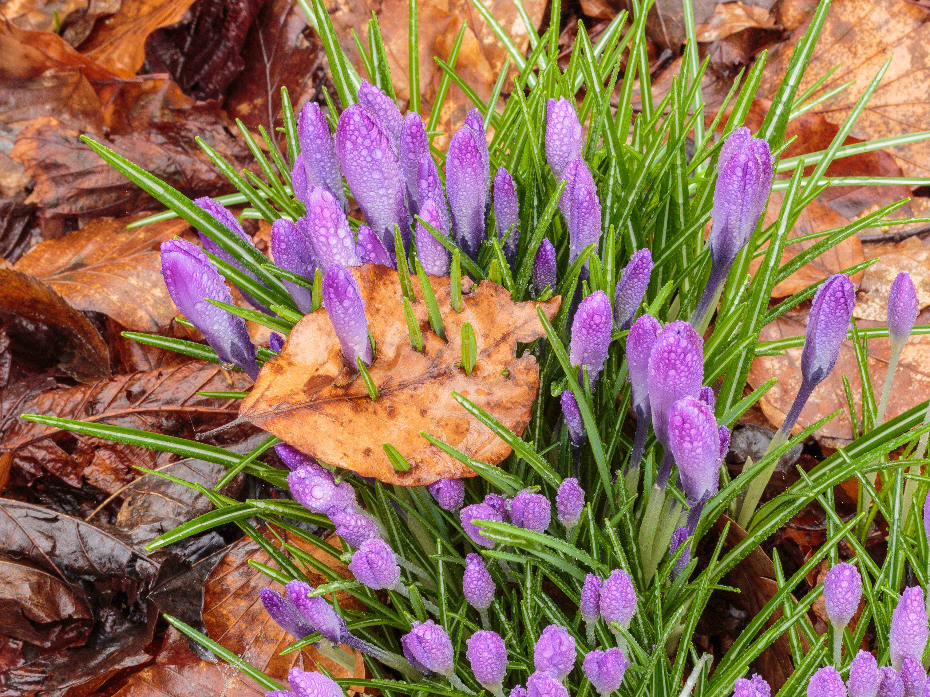 Door beukenblad gegroeide Krokus (Crocus) 02