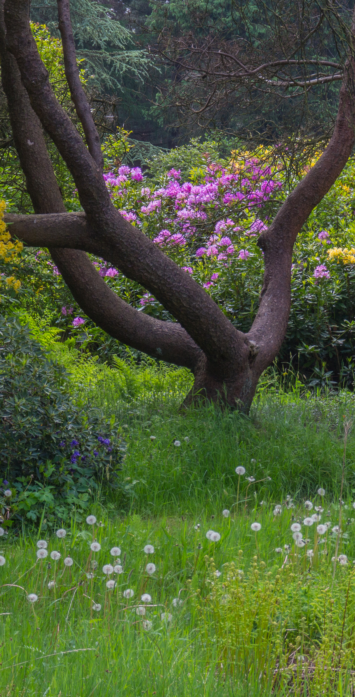 Doorkijkje naar rhododendron. Locatie Hortus Haren