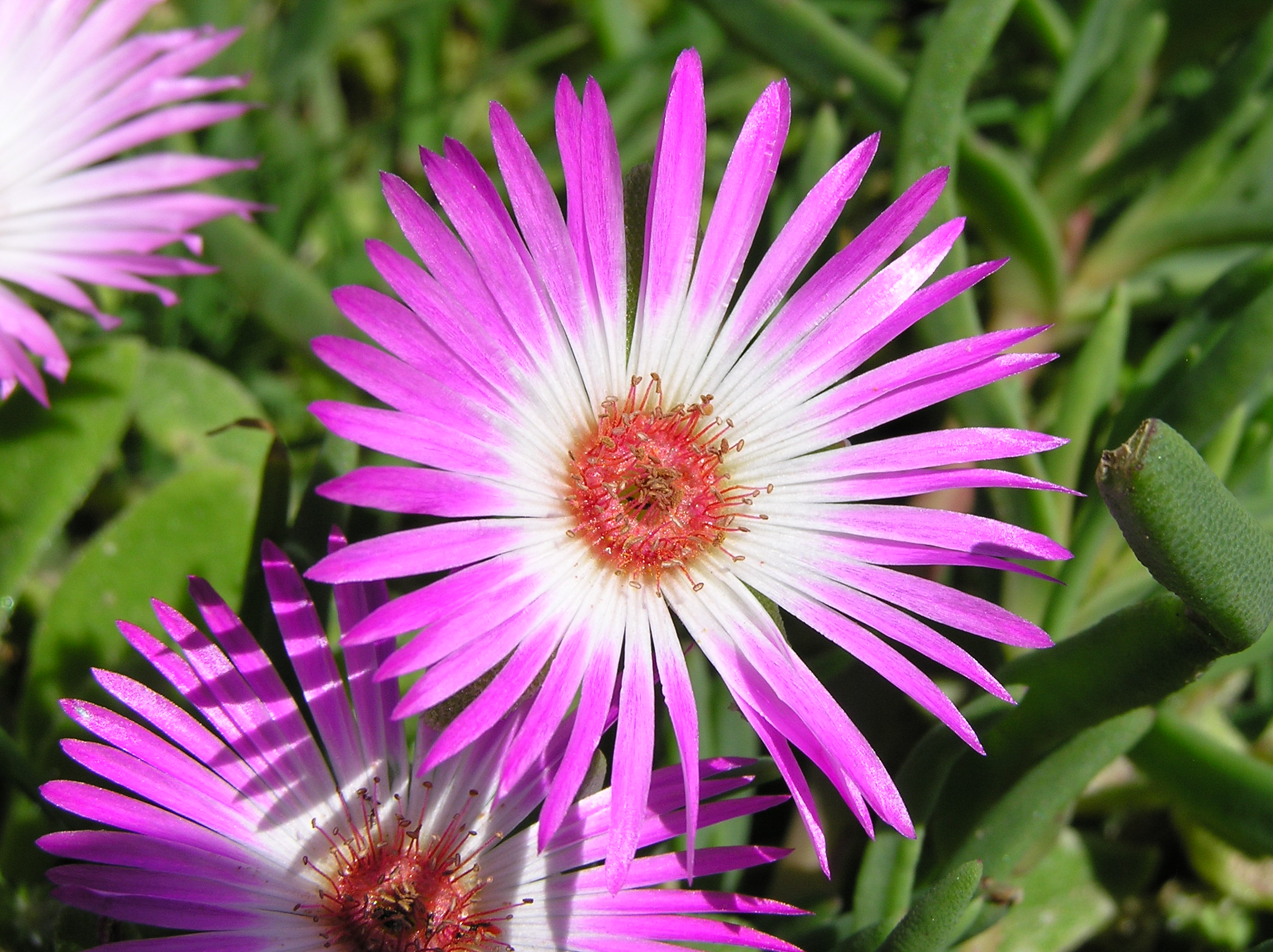 Dorotheanthus bellidiformis-P9200031