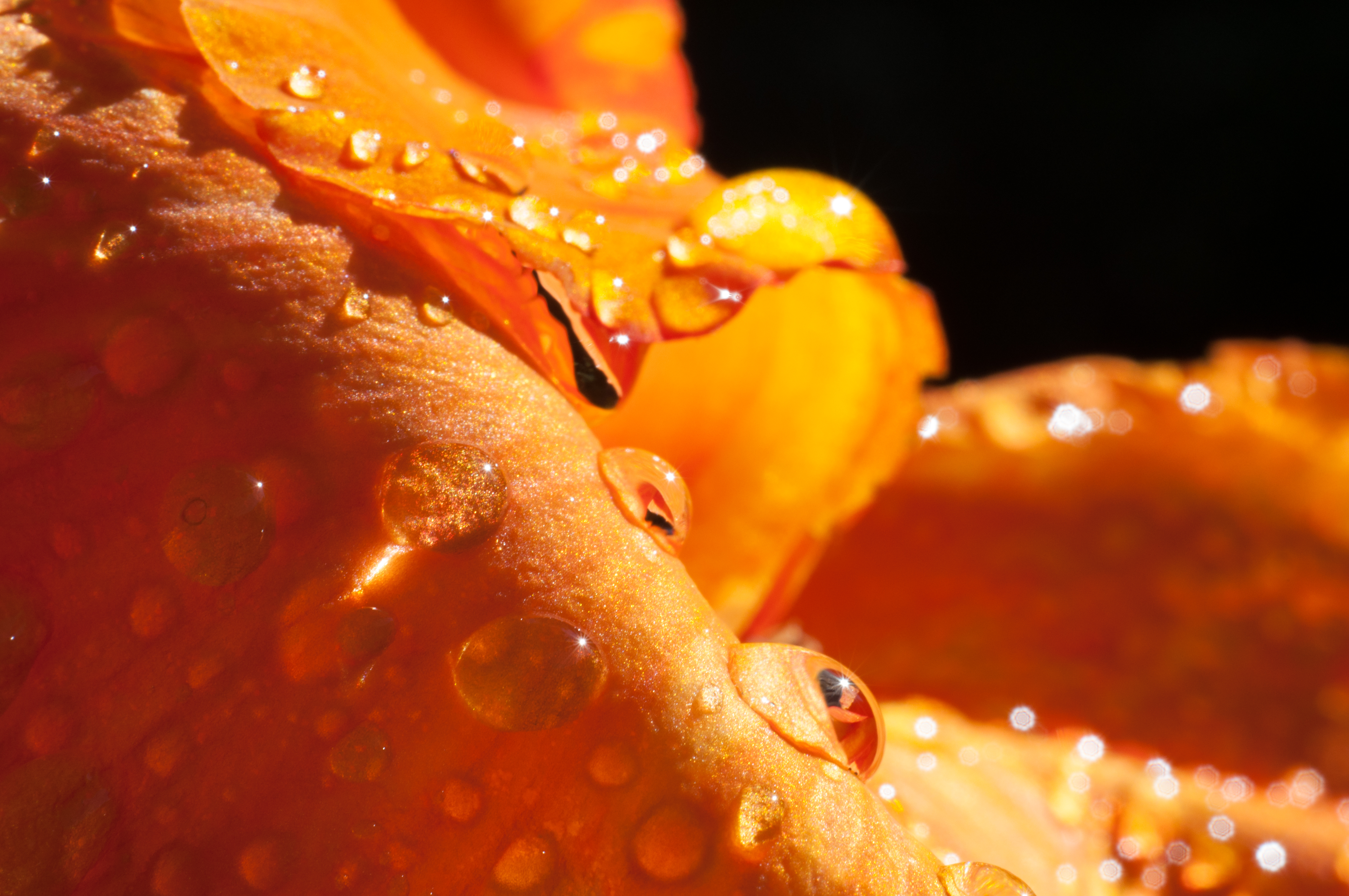 Droplets on a petal