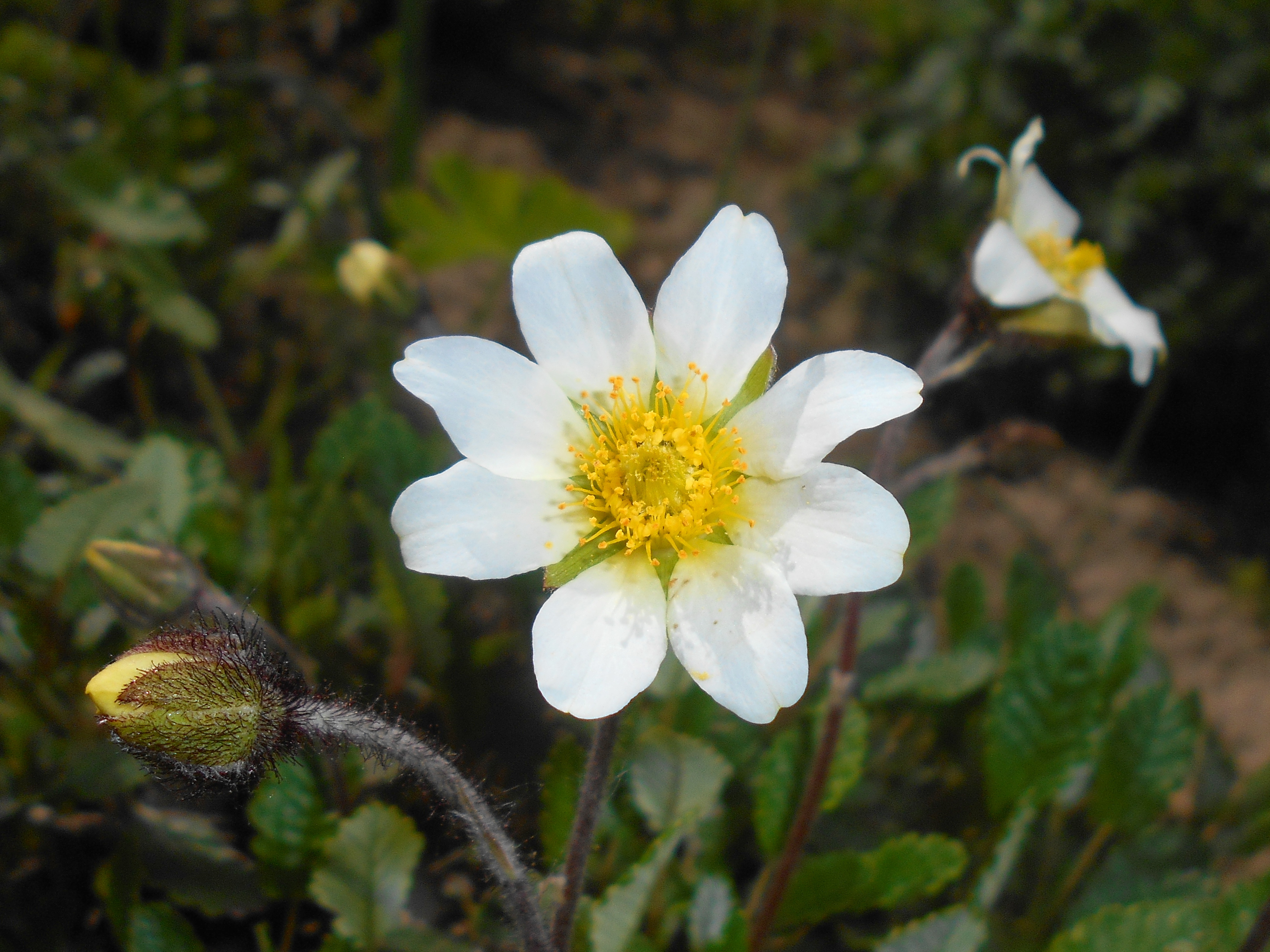 Dryas octopetala 2016-05-09 9907
