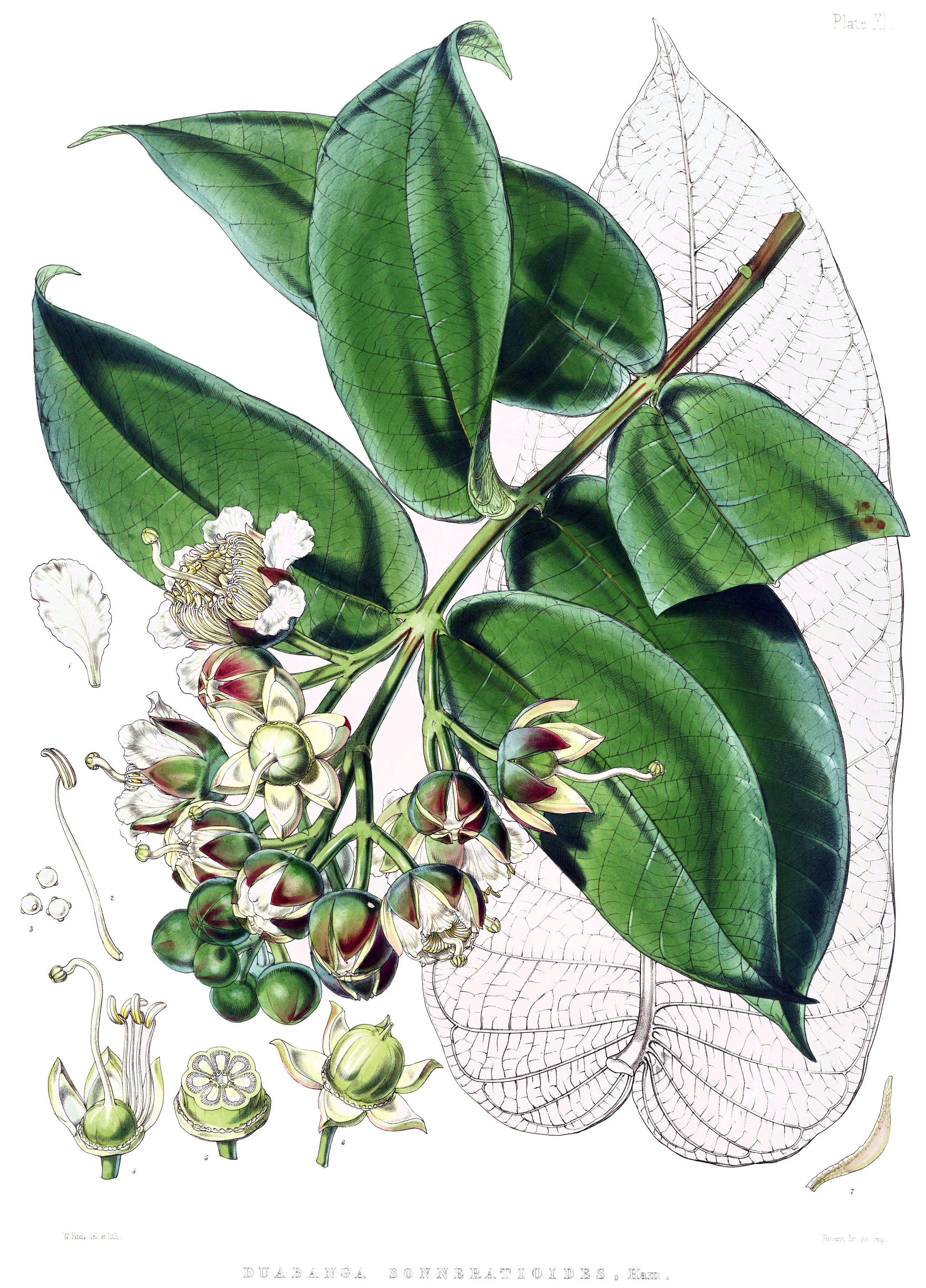 Duabanga sonneratioides