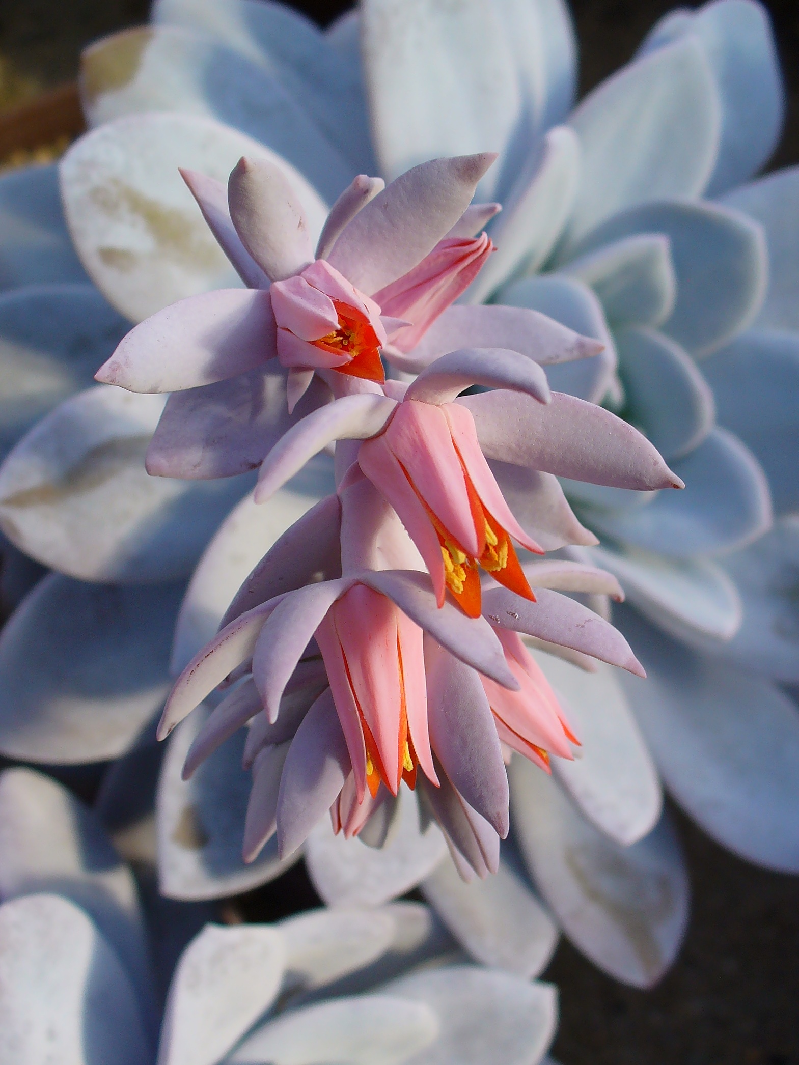 Echeveria laui 01