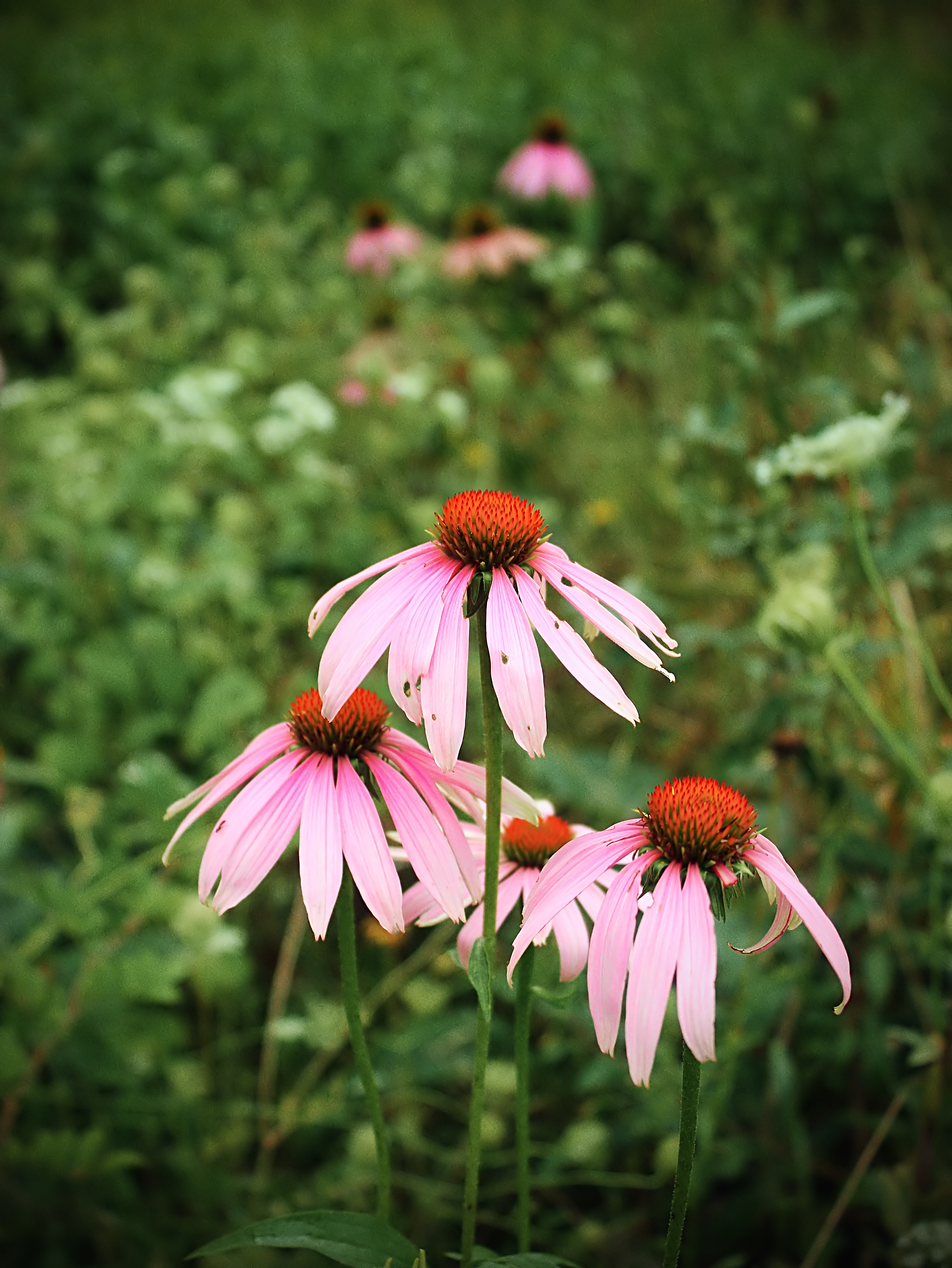 Echinacea purpurea (15101512156)