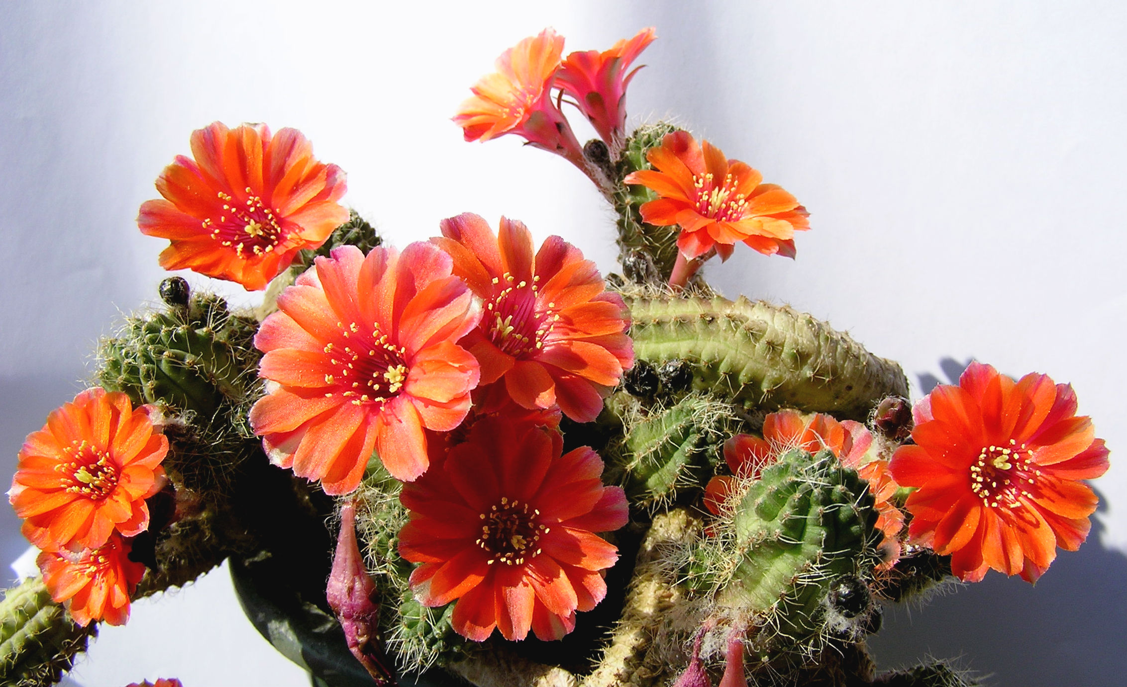 Echinopsis chamaecereus in bloom