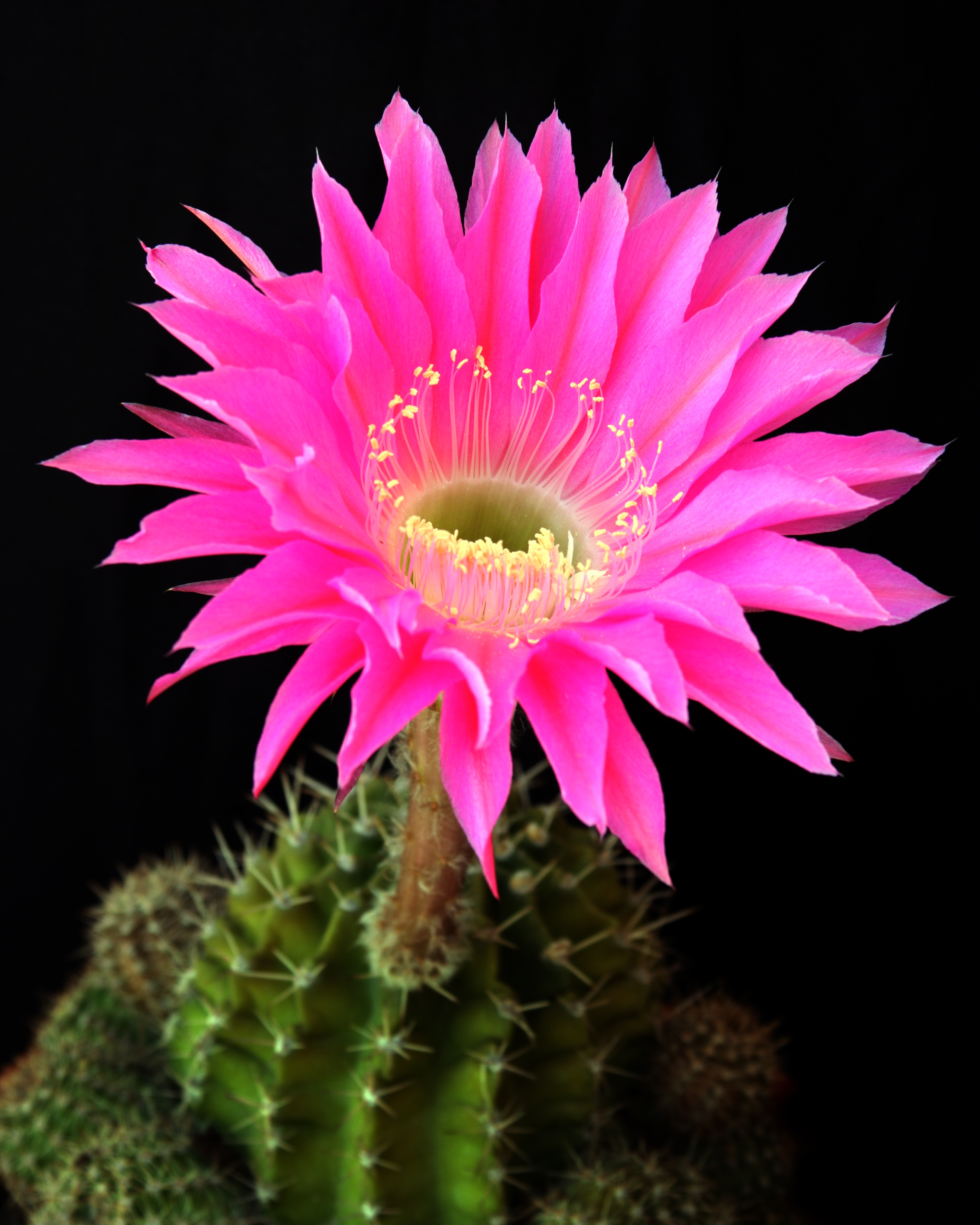 Echinopsis unidentified