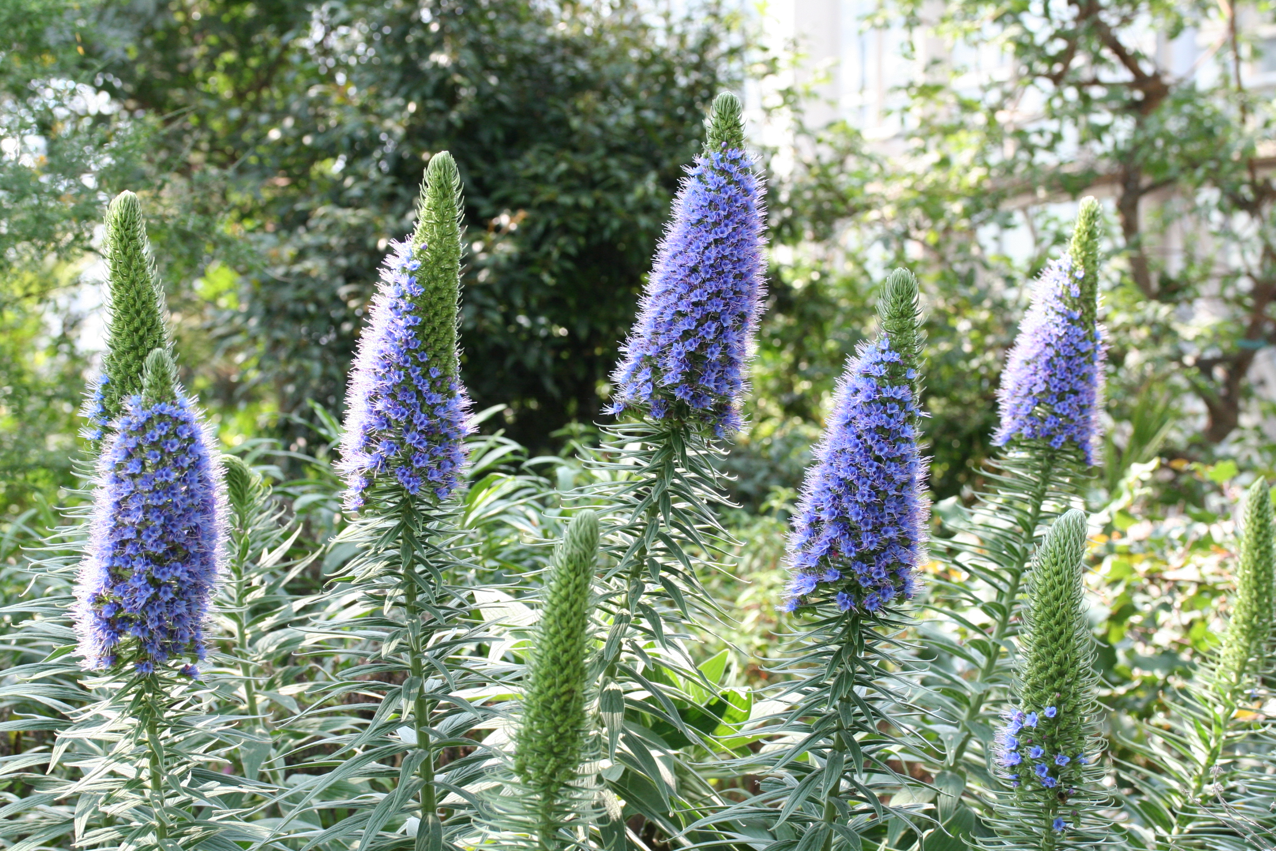 Echium candicans JPG02