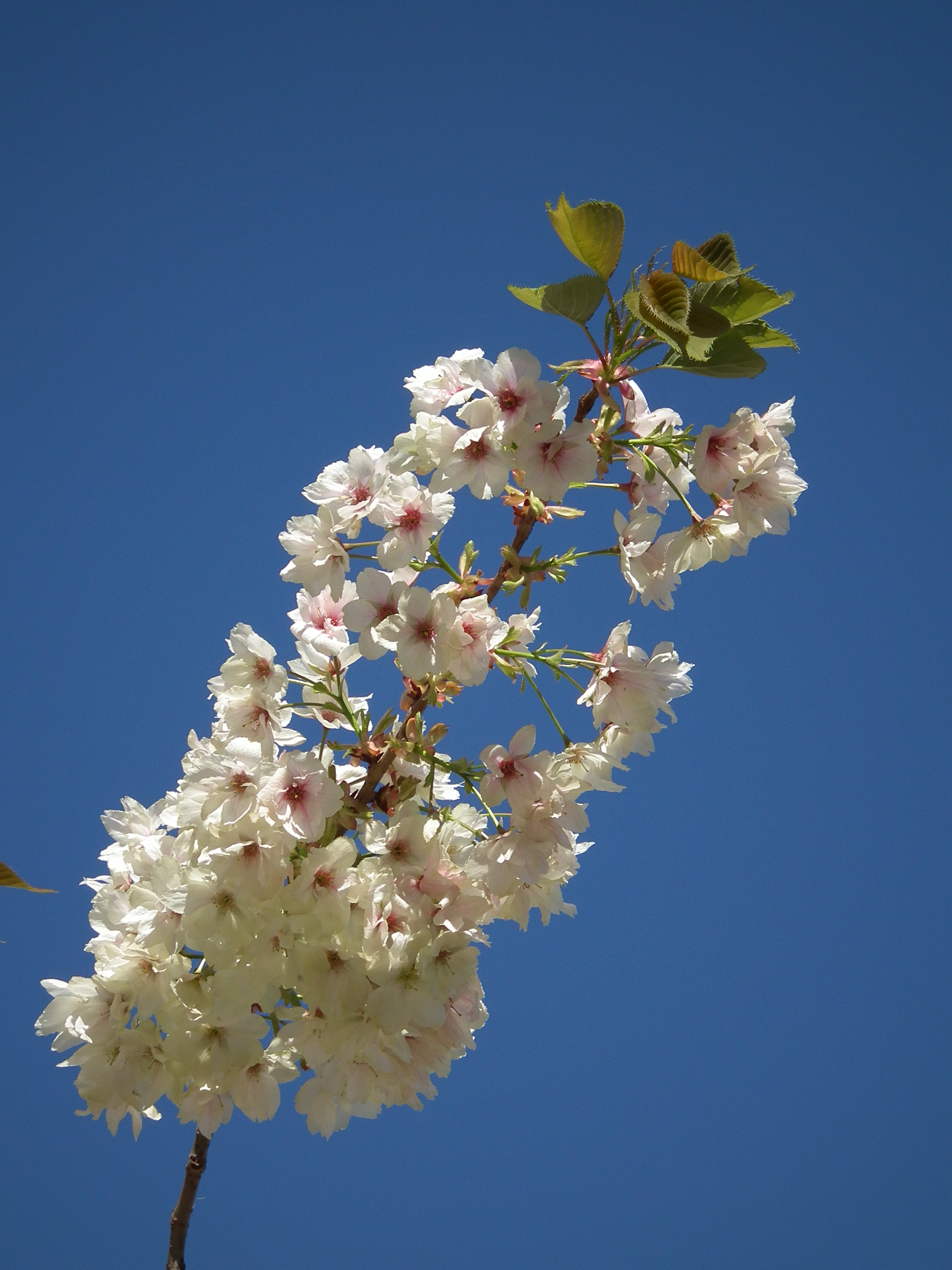 Einzelner Blütenzweig vor strahlend blauem Himmel