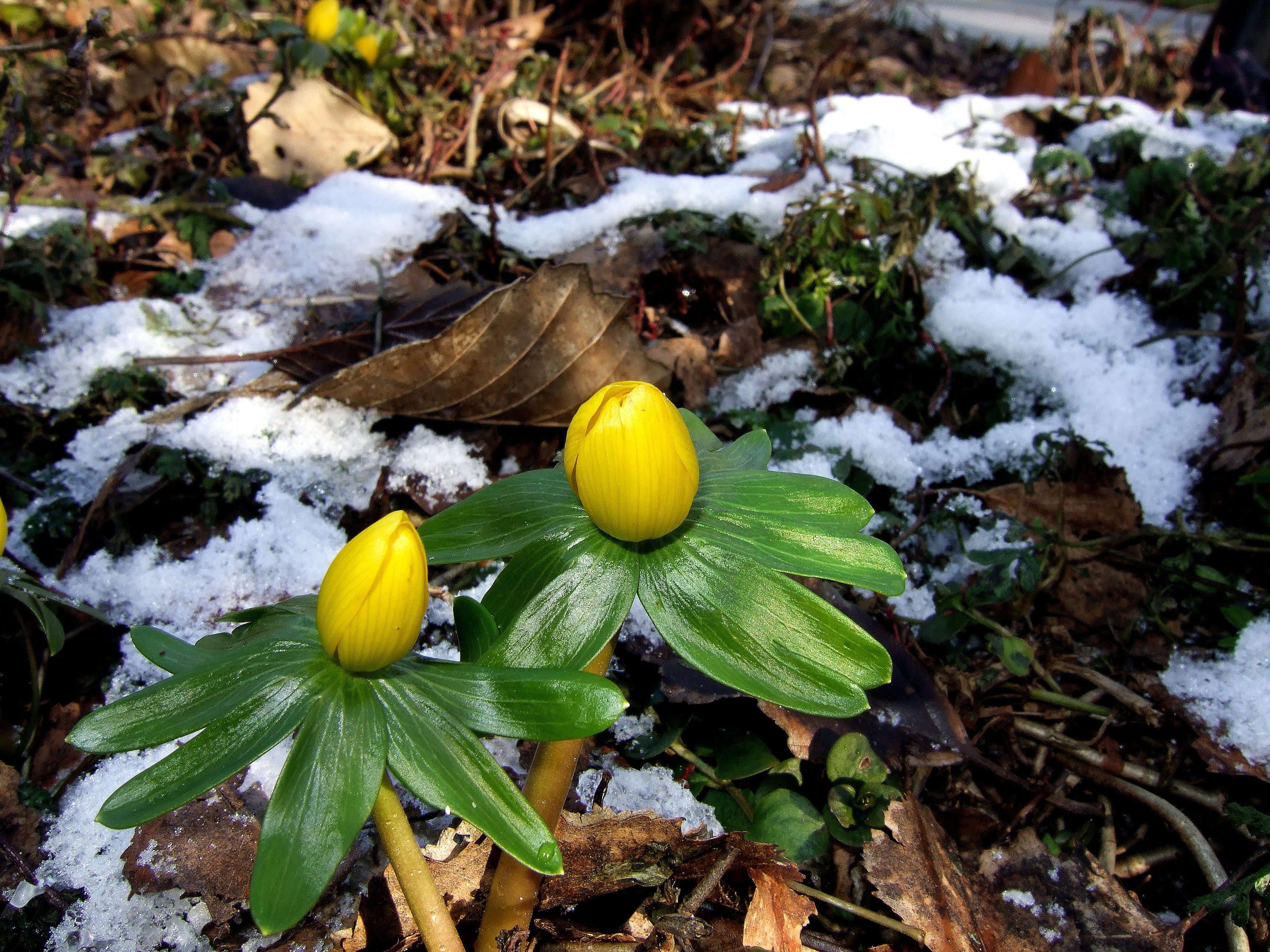 Eranthis hyemalis (winterakoniet) 01