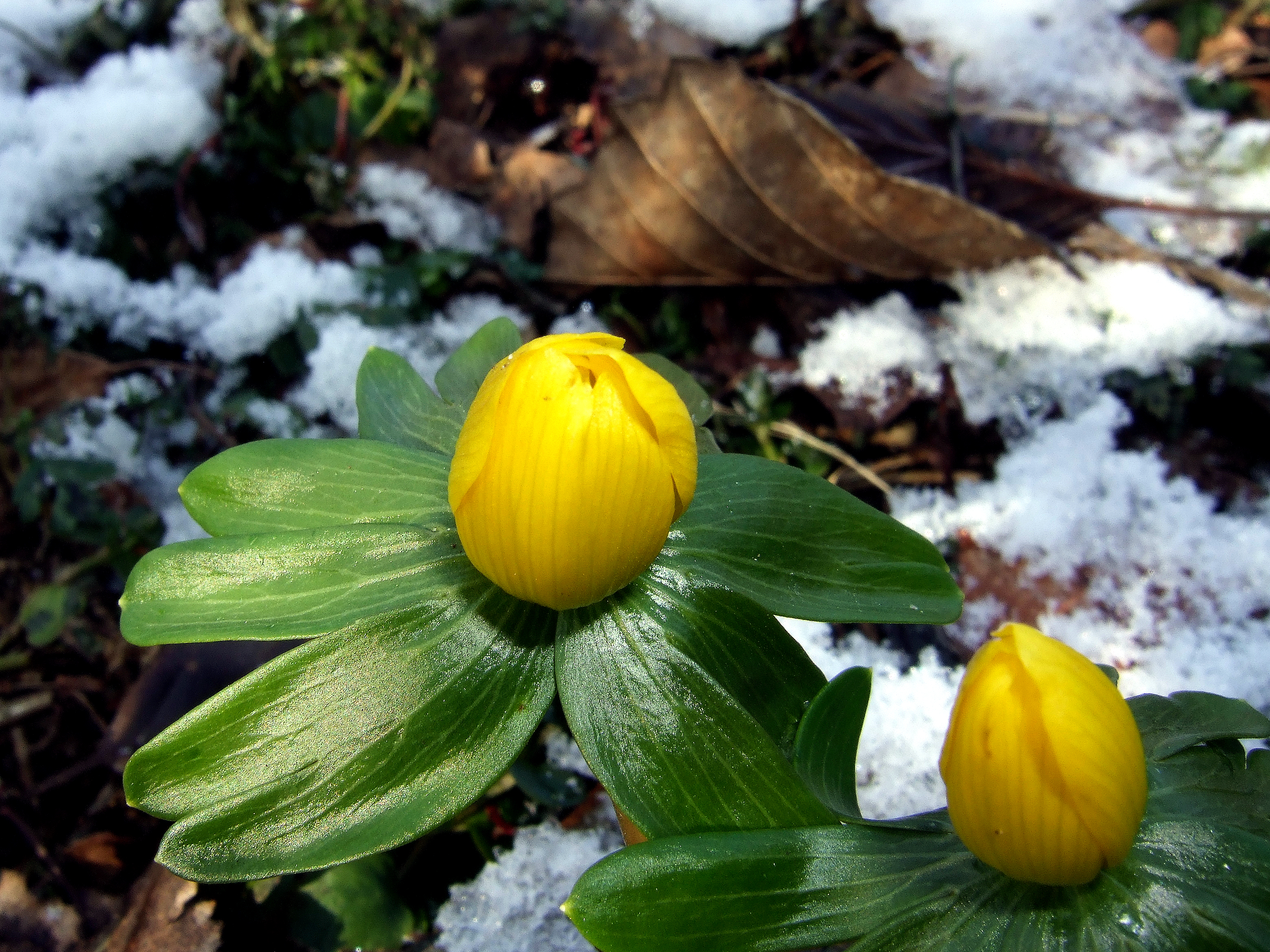 Eranthis hyemalis (winterakoniet) 02