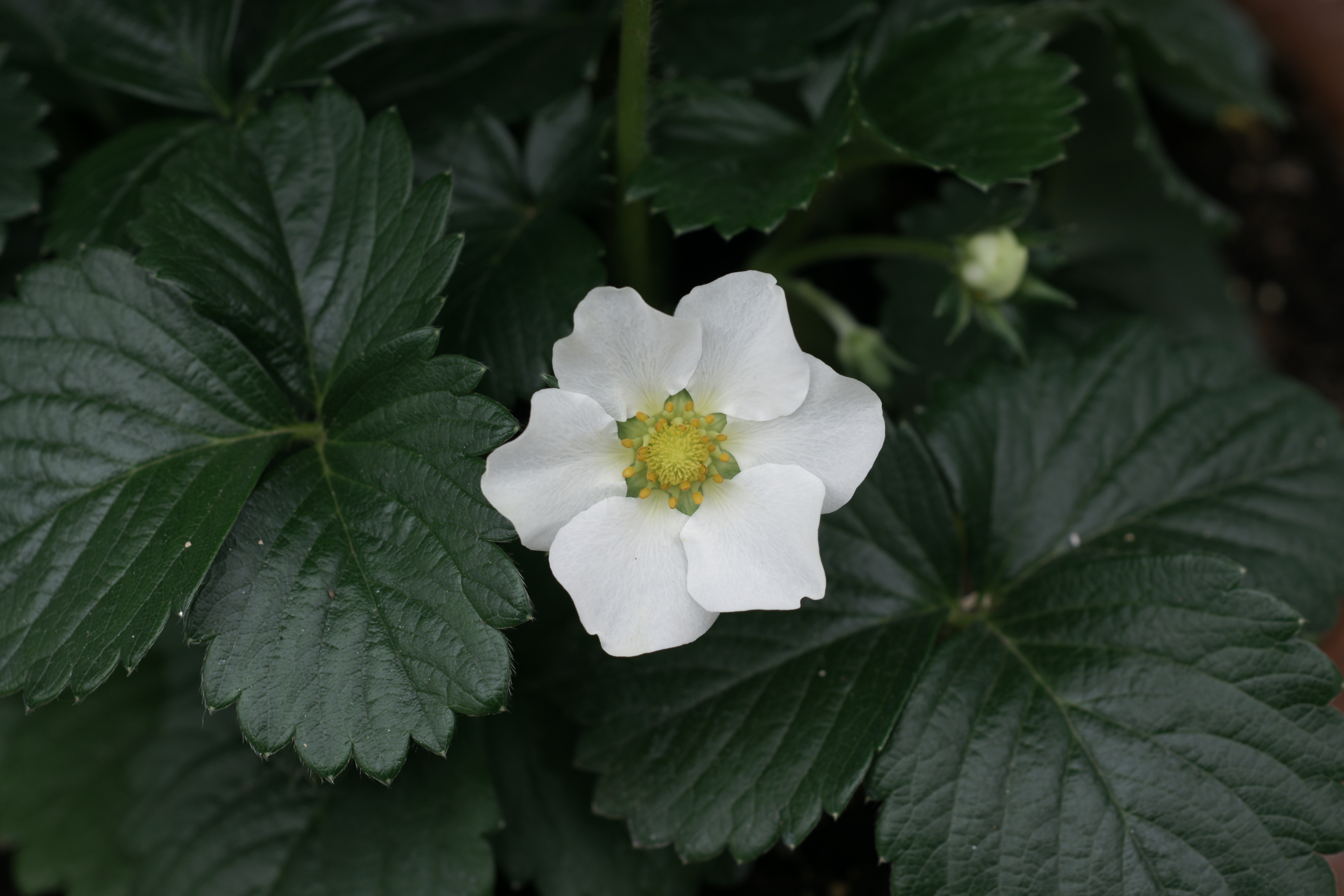 Erdbeerblüte, Fragaria 1