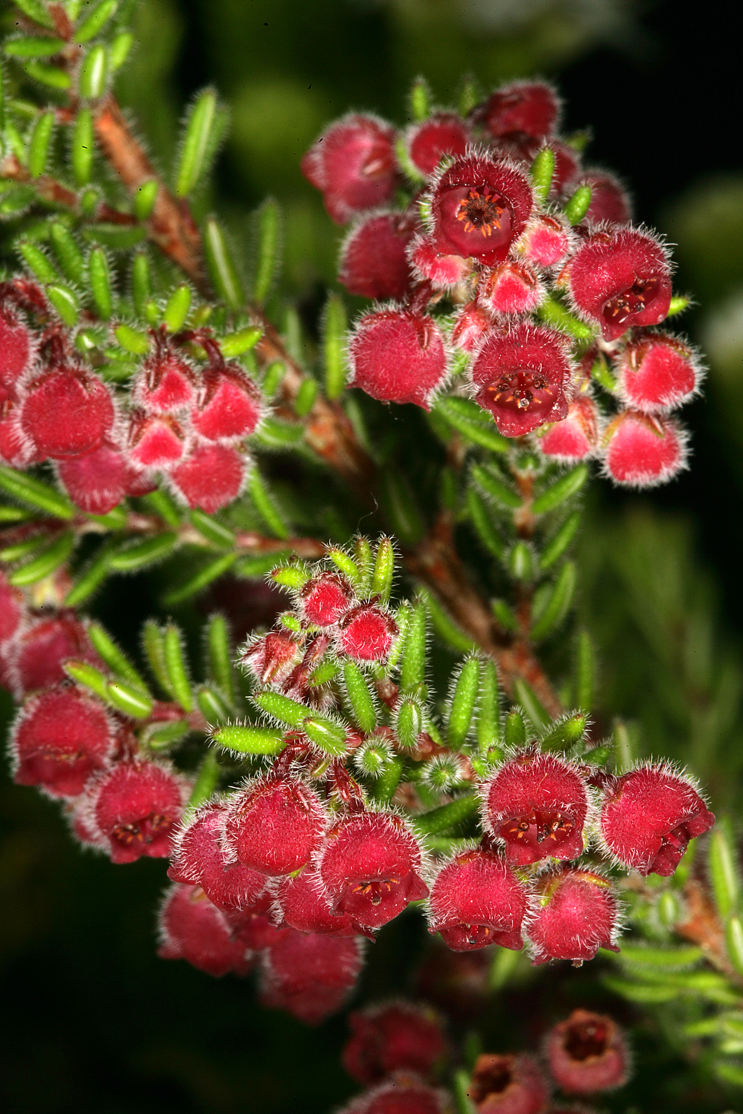 Erica haematocodon 1DS-II 3-5188