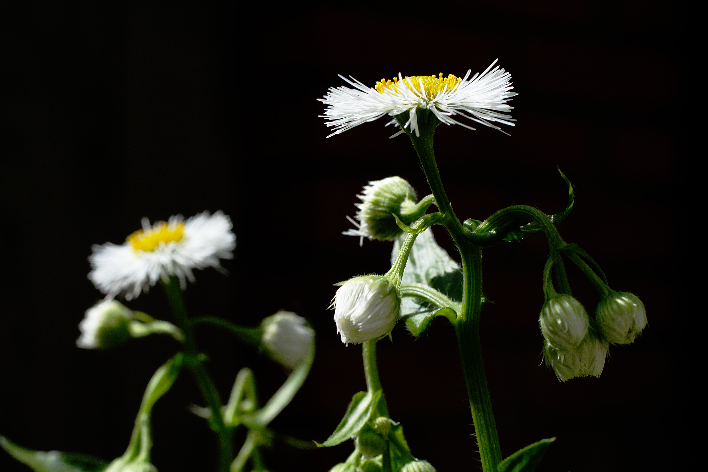 Erigeron annuus profile