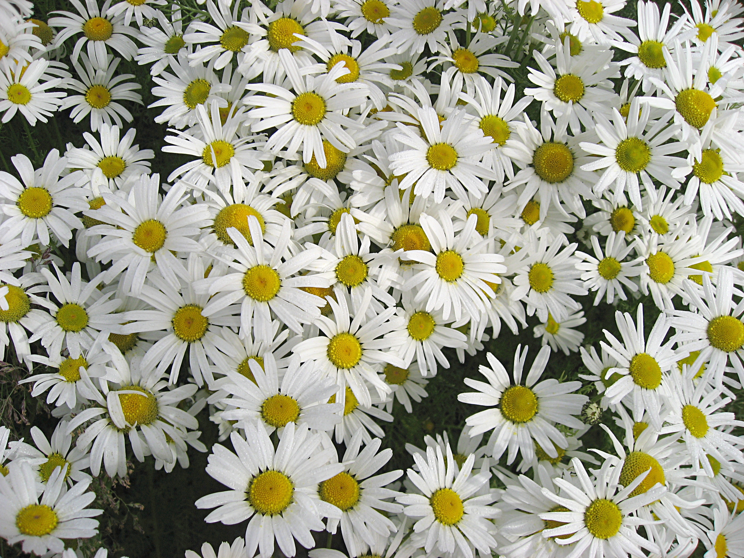 Erigeron compositus ilulissat 2007-08-21 1-edit
