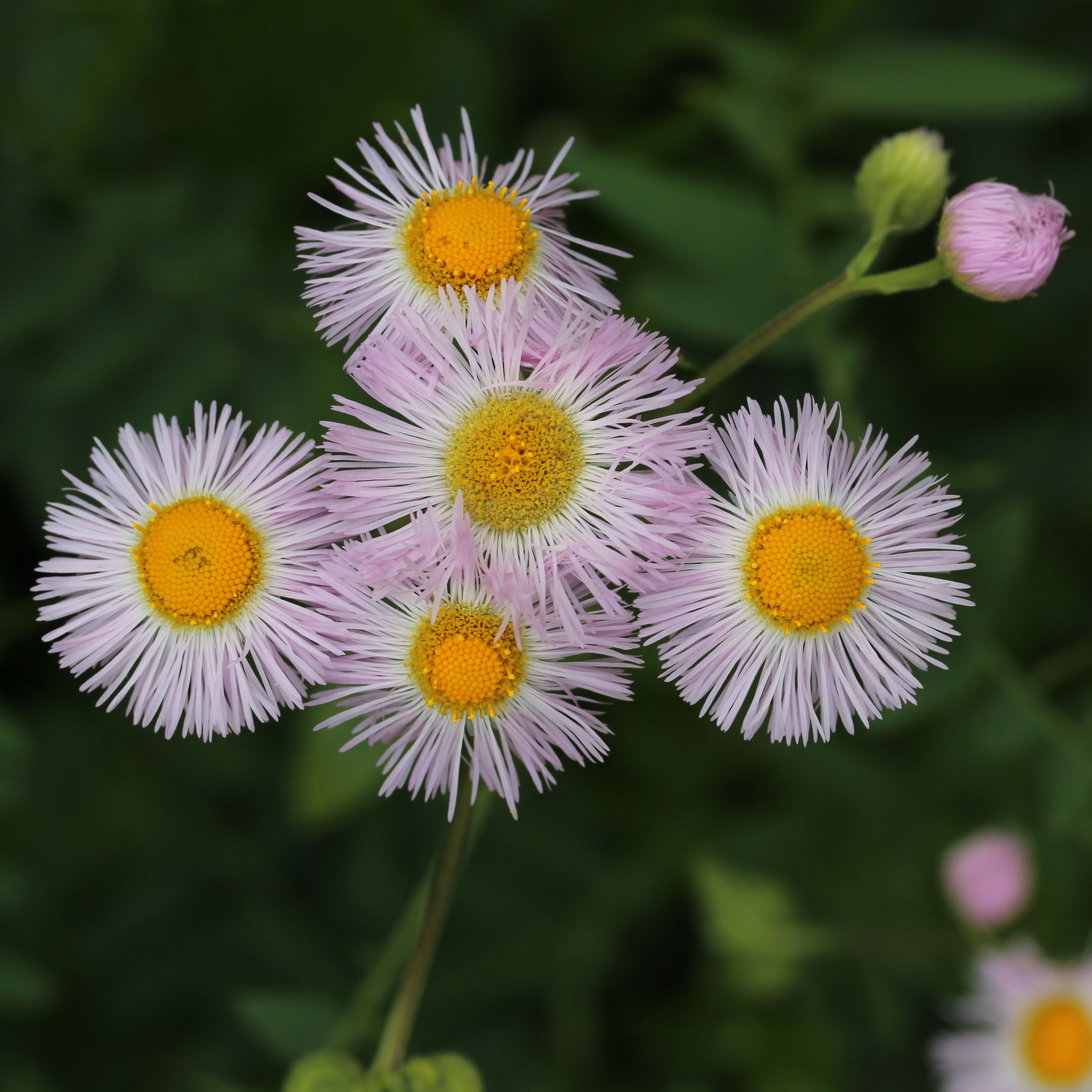 Erigeron philadelphicus s2