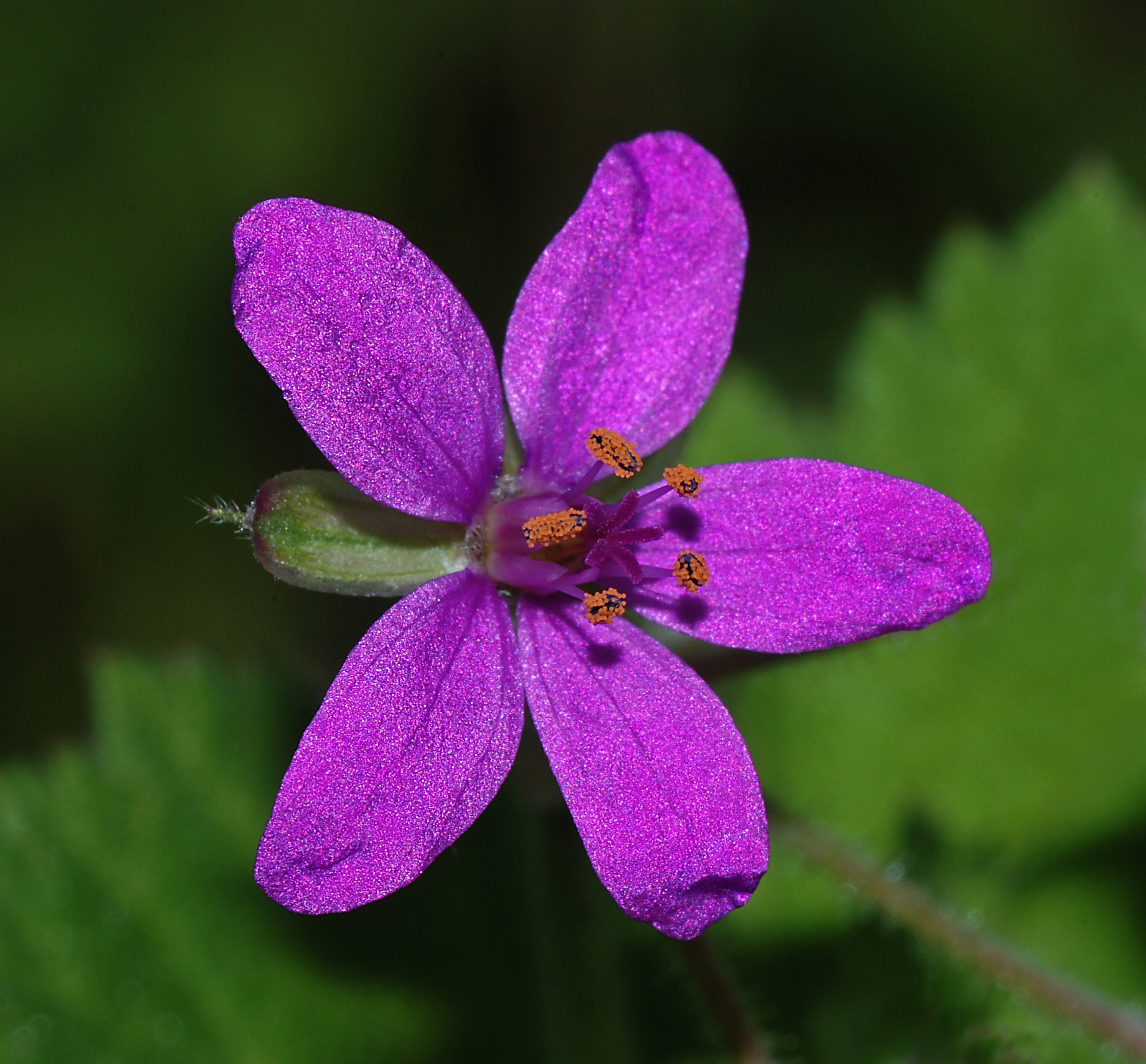 Erodium January 2008-4a