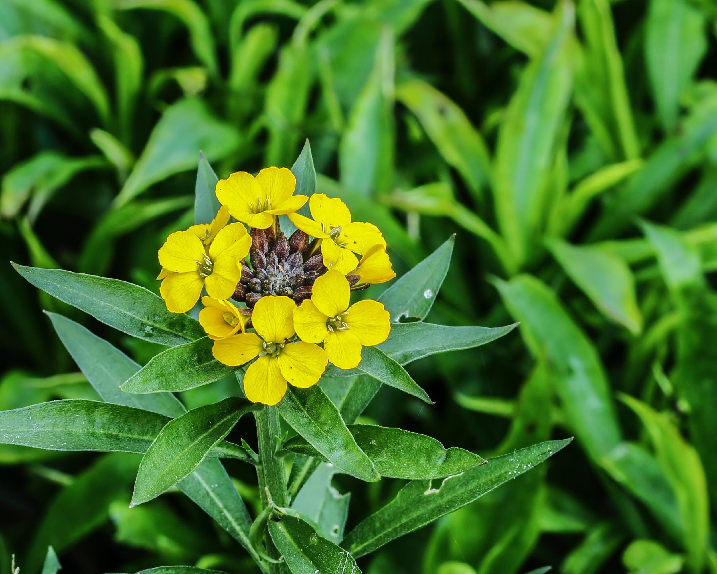 Erysimum cheiri