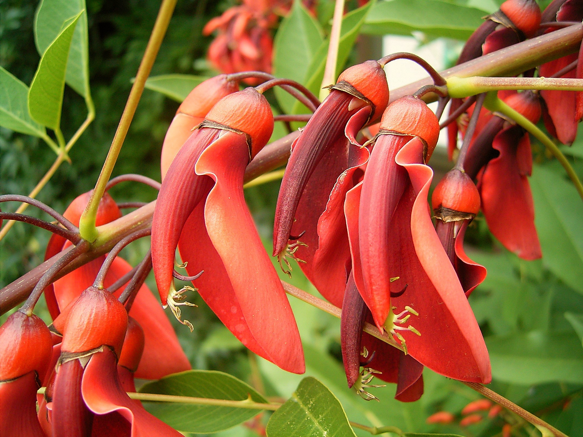Erythrina crista-galli 06 ies