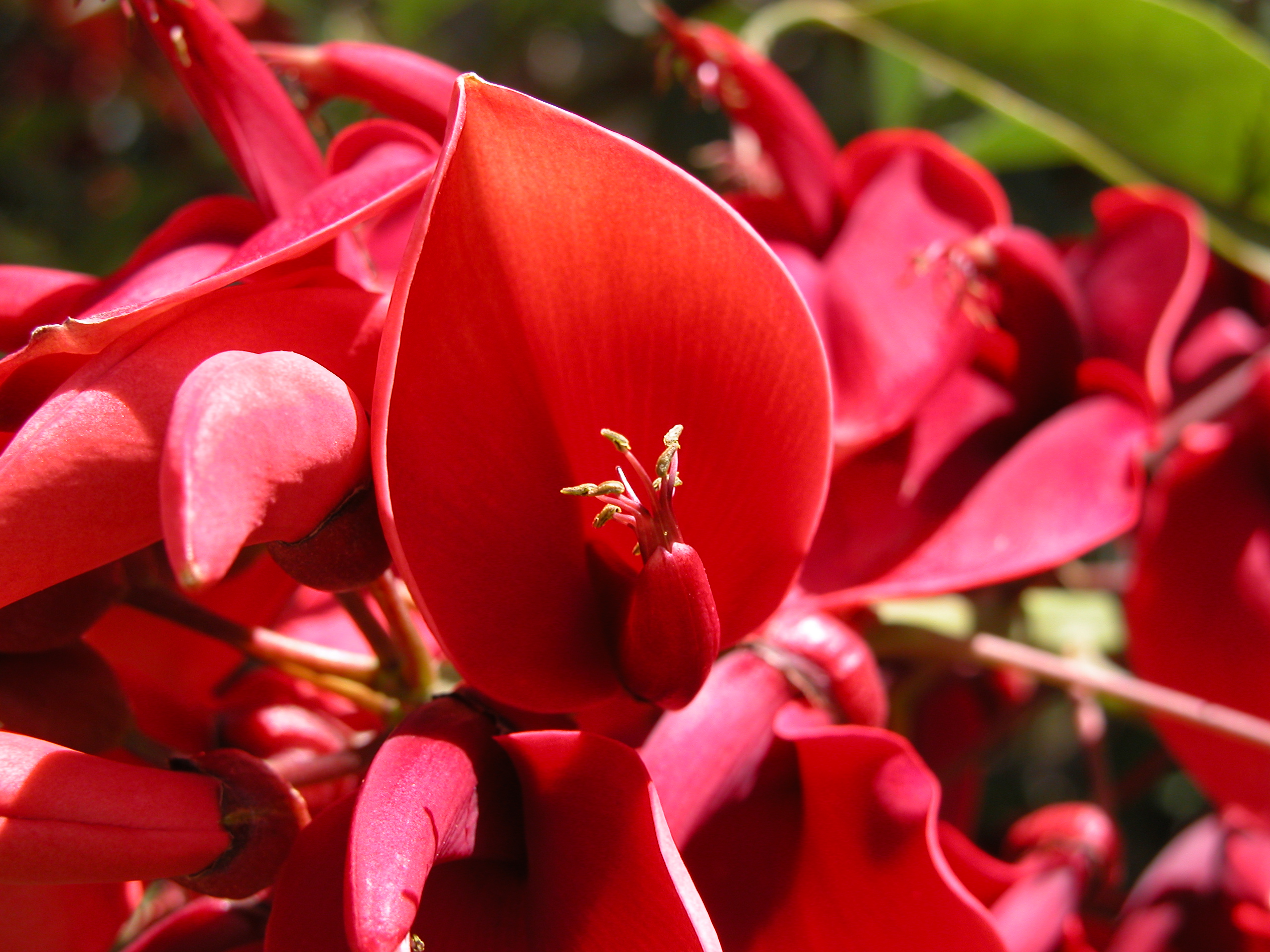 Erythrina crista-galli (Ceibo)