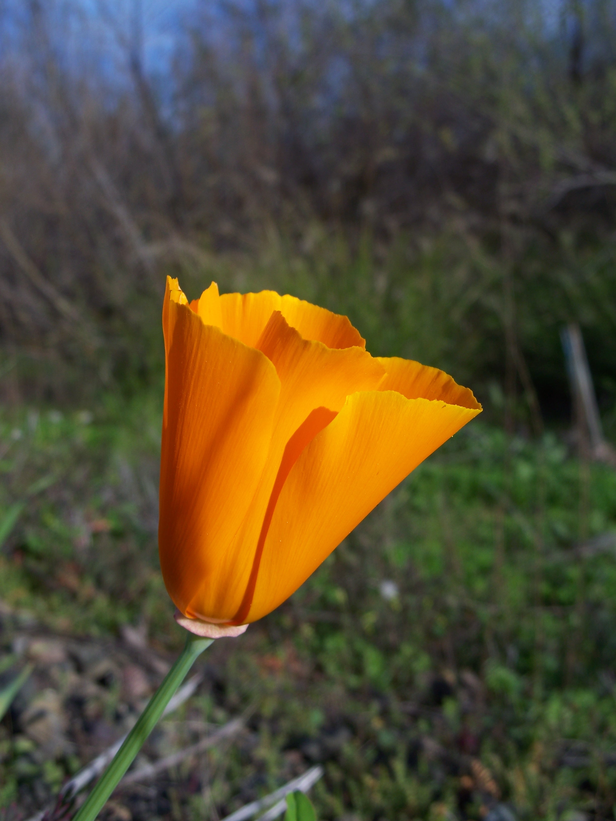 Eschscholzia californica-4